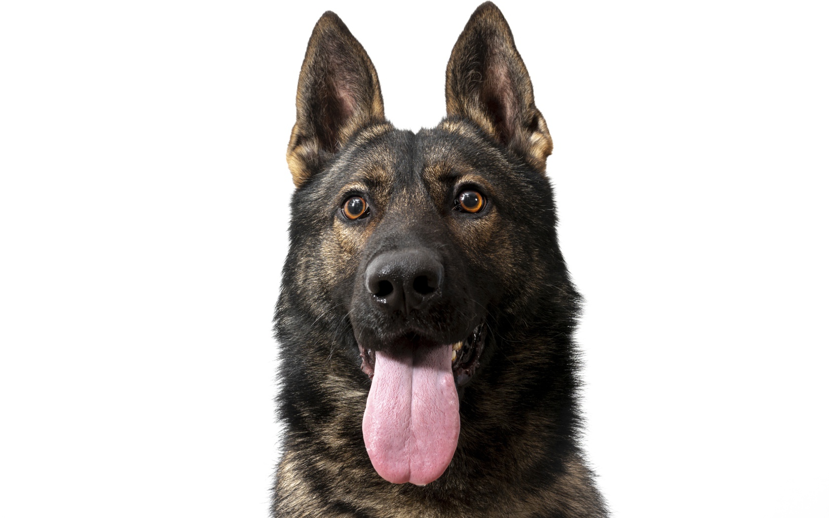 Немецкая овчарка  с высунутым языком