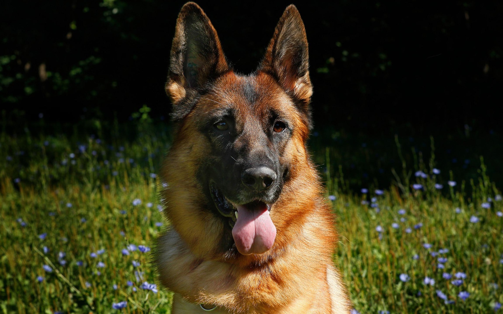 Немецкая овчарка с высунутым языком на зеленой траве