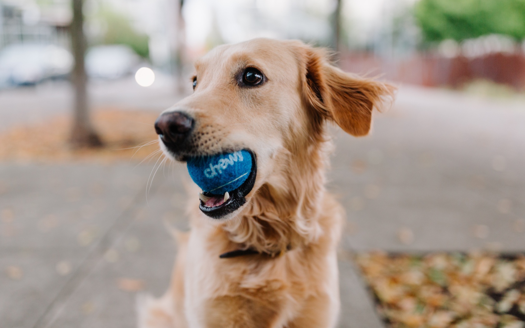 Золотистый ретривер с мячом в пасти 