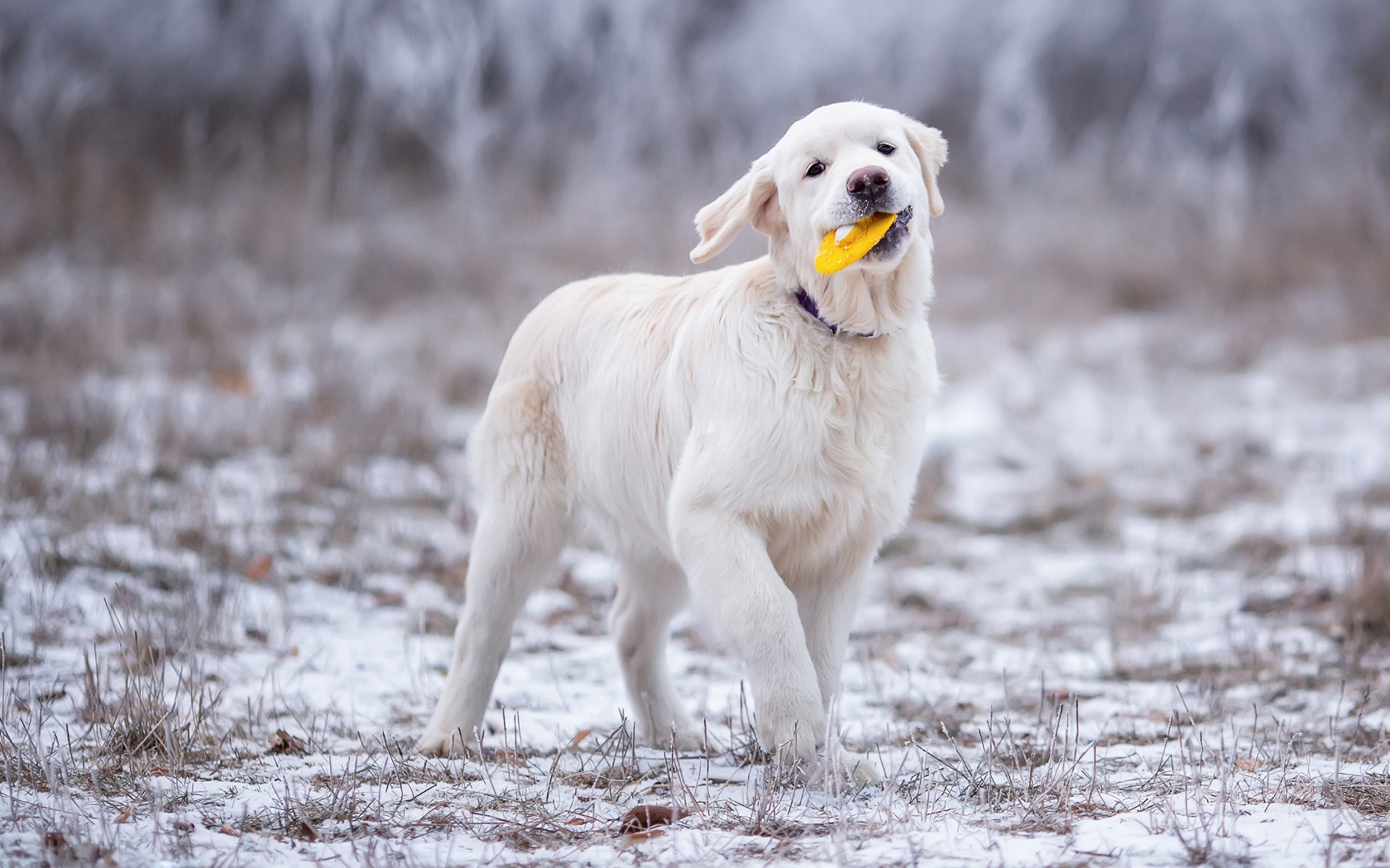 Золотистый ретривер играет играет на траве зимой