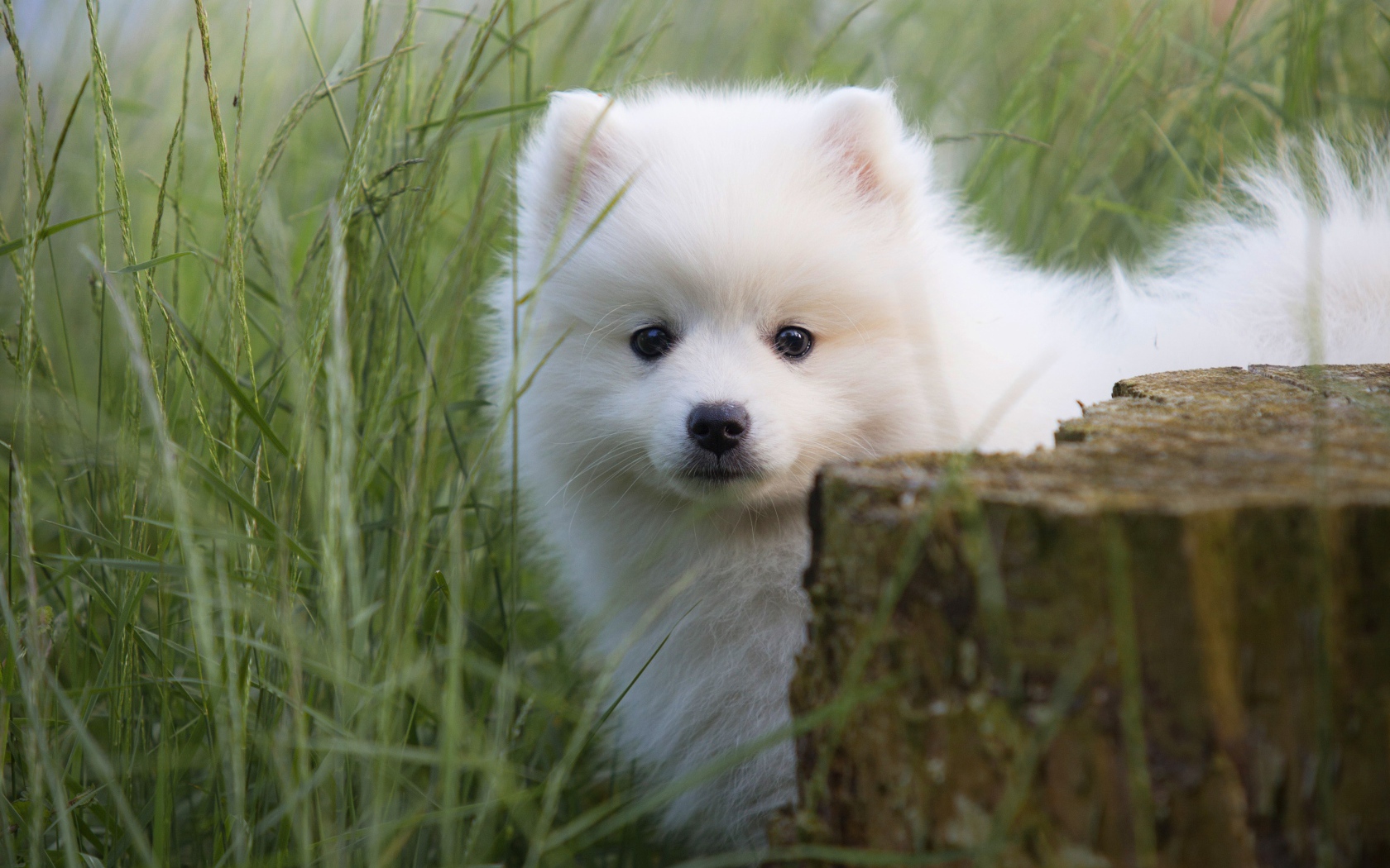 Маленький пушистый белый щенок шпица в зеленой траве
