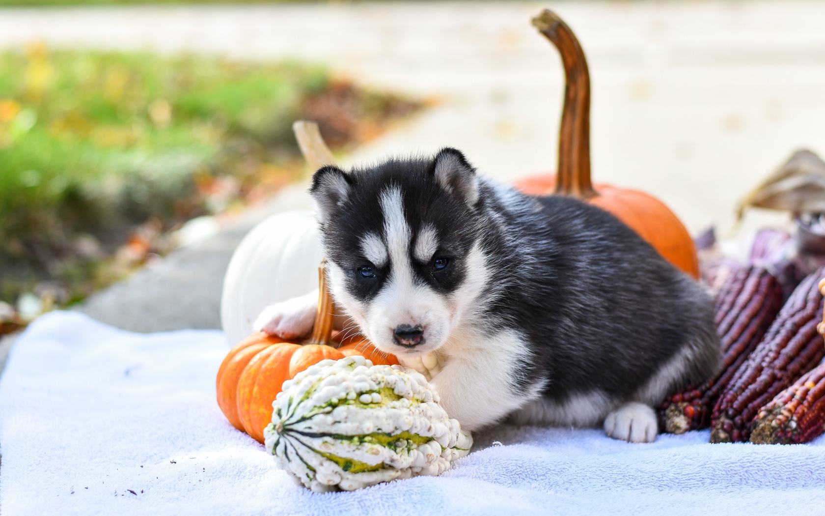 Маленький щенок хаски с тыквой и кукурузой 