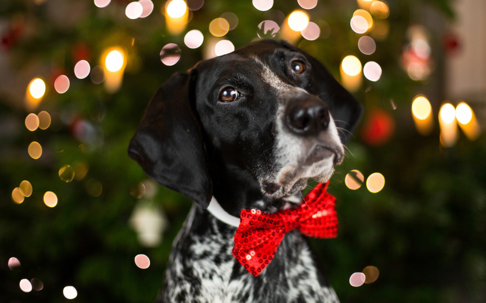 Породистый пес с красным бантом на шее 