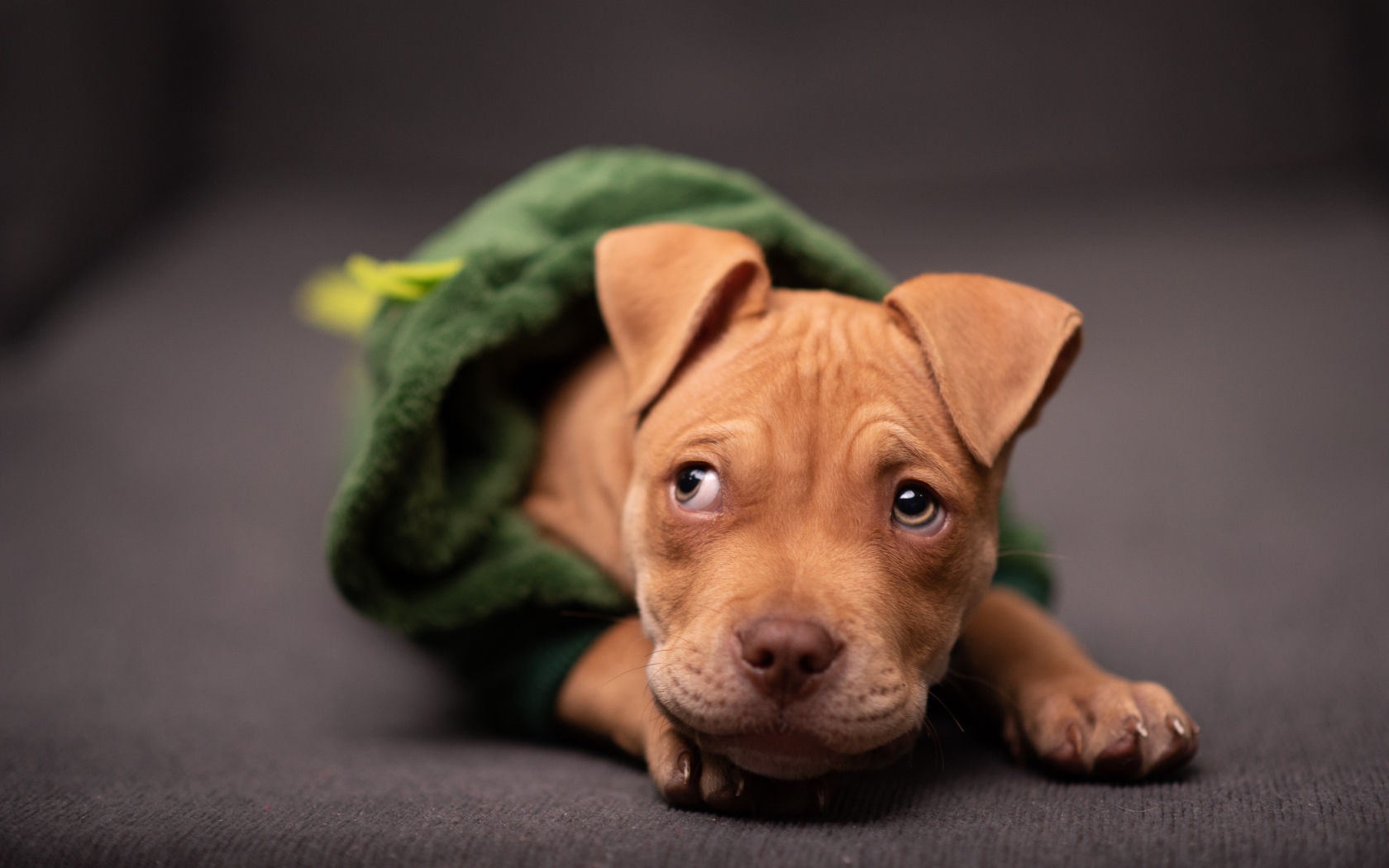 Рыжий щенок в костюме лежит на диване