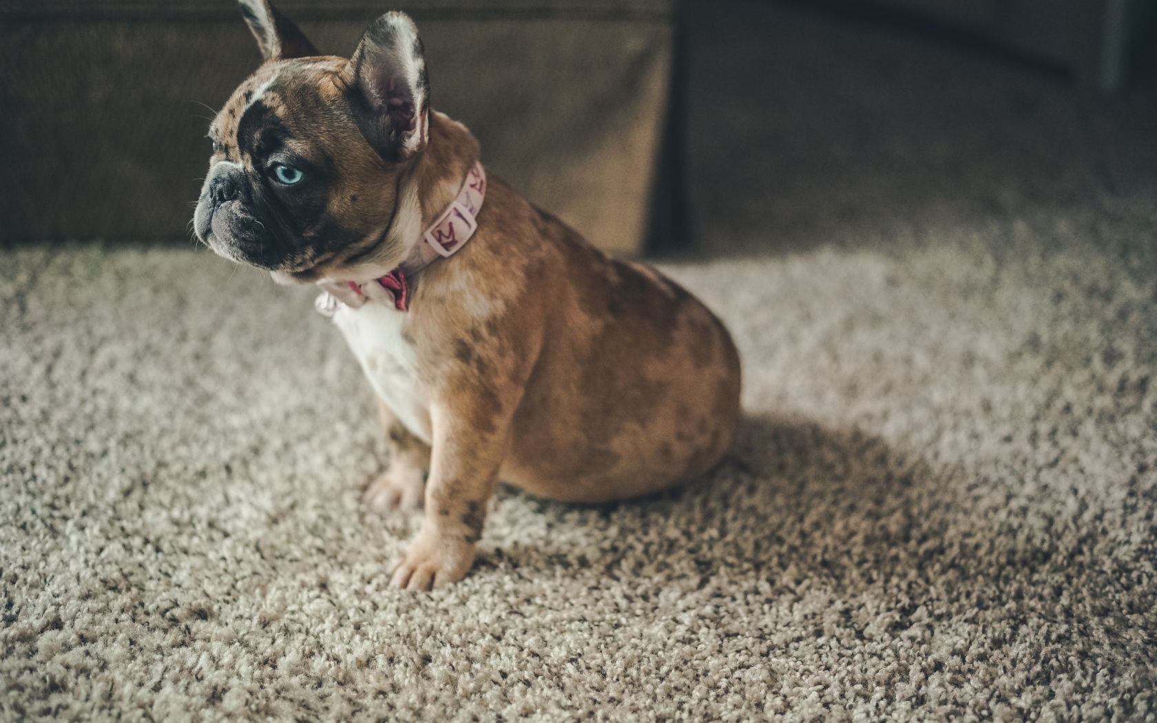 Маленький голубоглазый щенок французского бульдога 