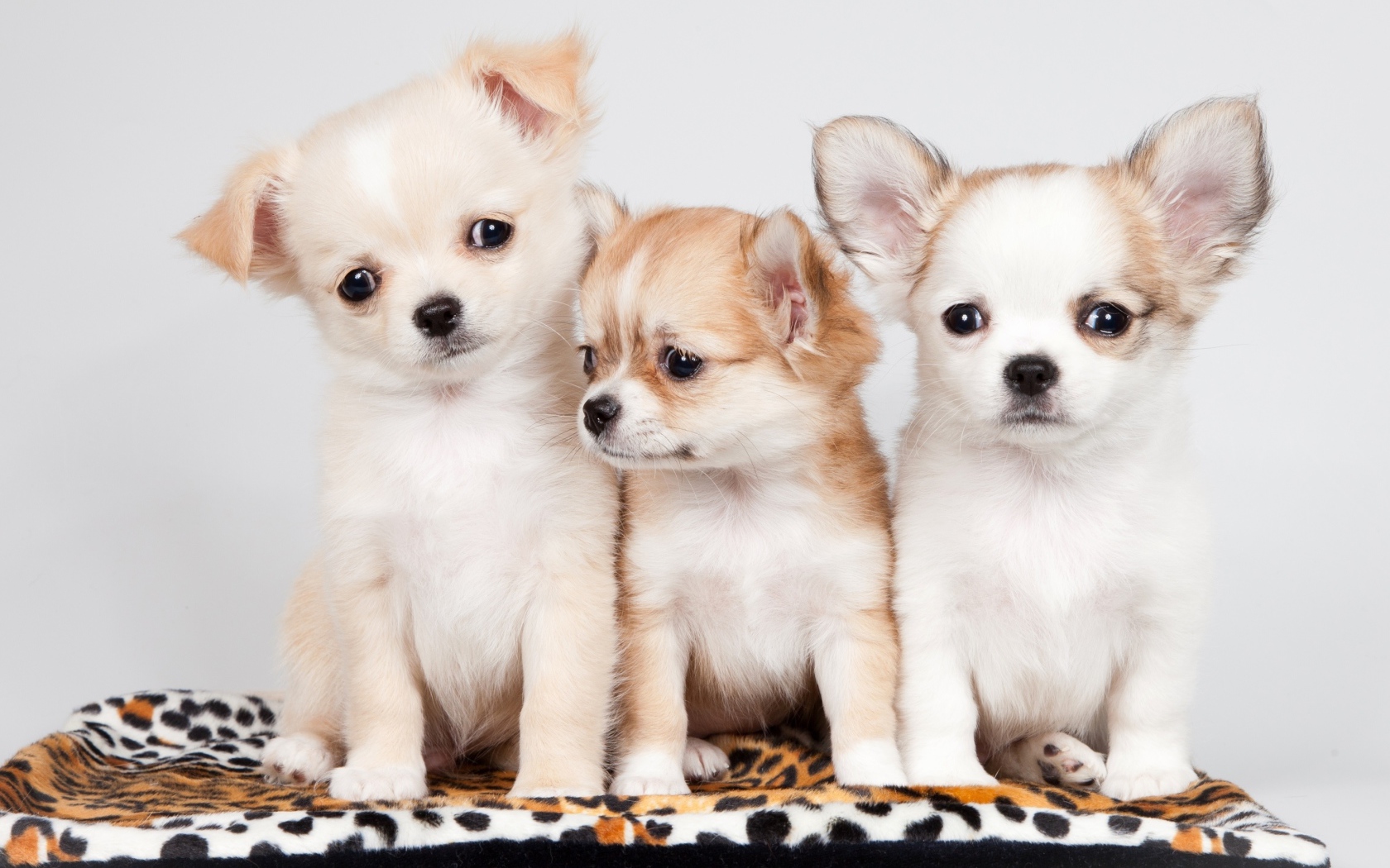 Три маленьких забавных щенка чихуахуа