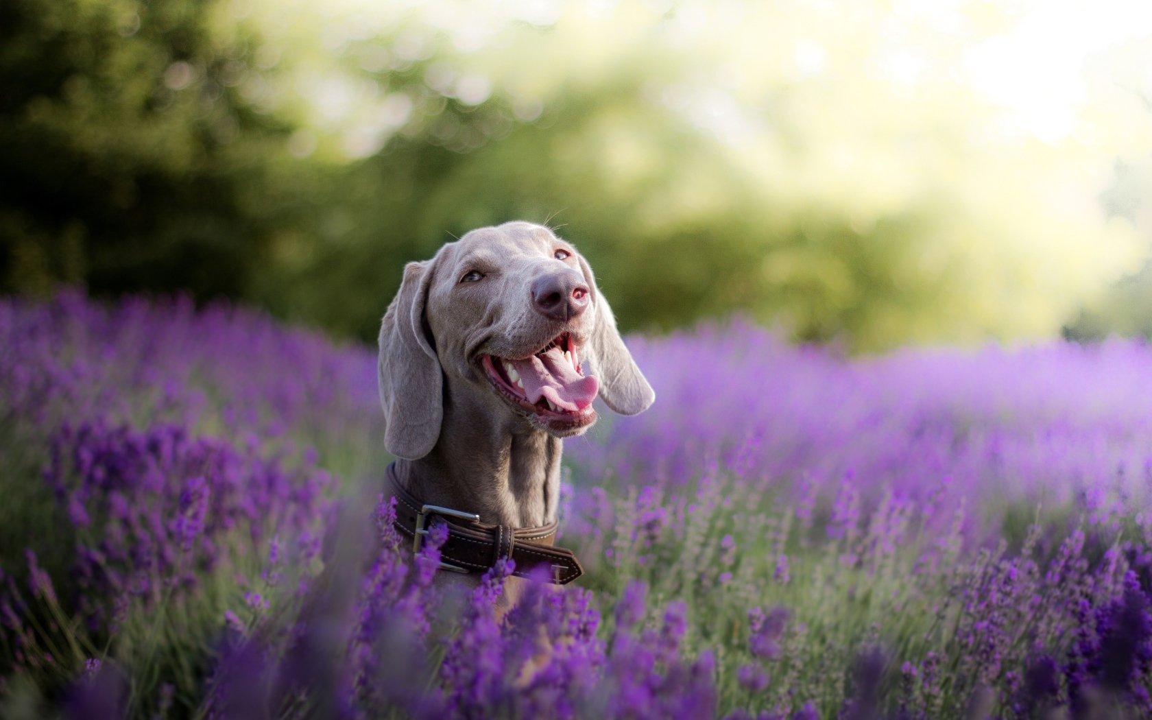 Собака породы Веймаранер с высунутым языком в цветах