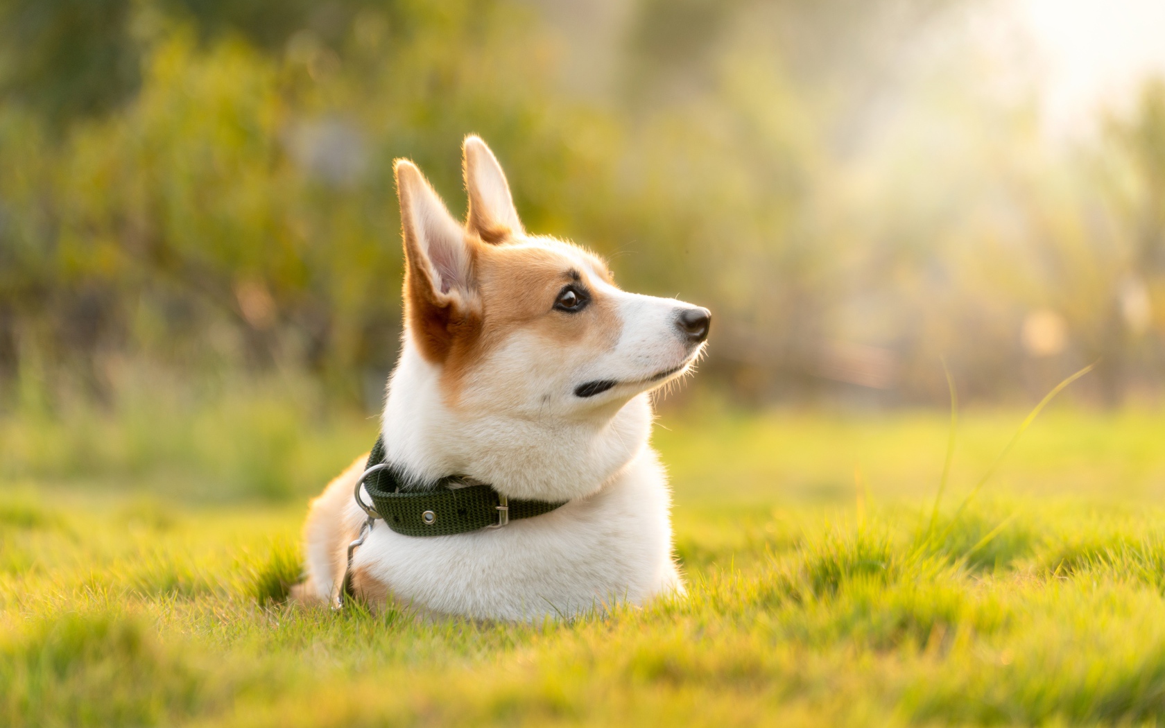 Собака породы вельш корги в ошейнике лежит на траве