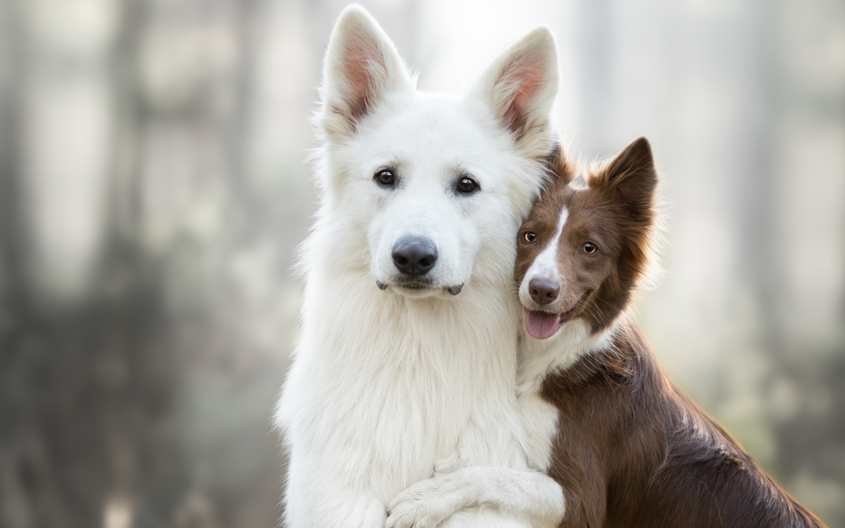 Белая швейцарская овчарка и бордер колли обнимаются 