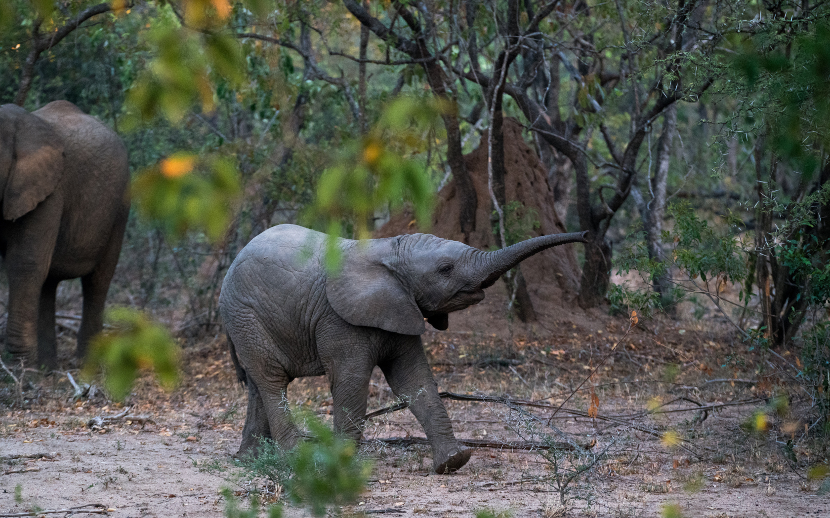 Little baby elephant in the forest