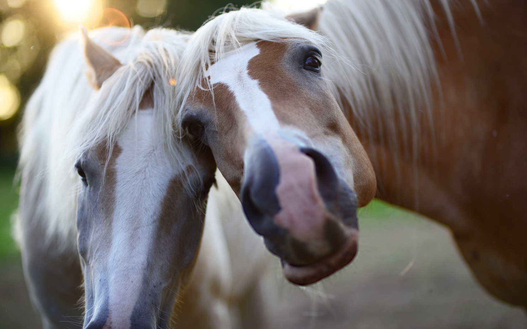 Two funny horses posing for a photo