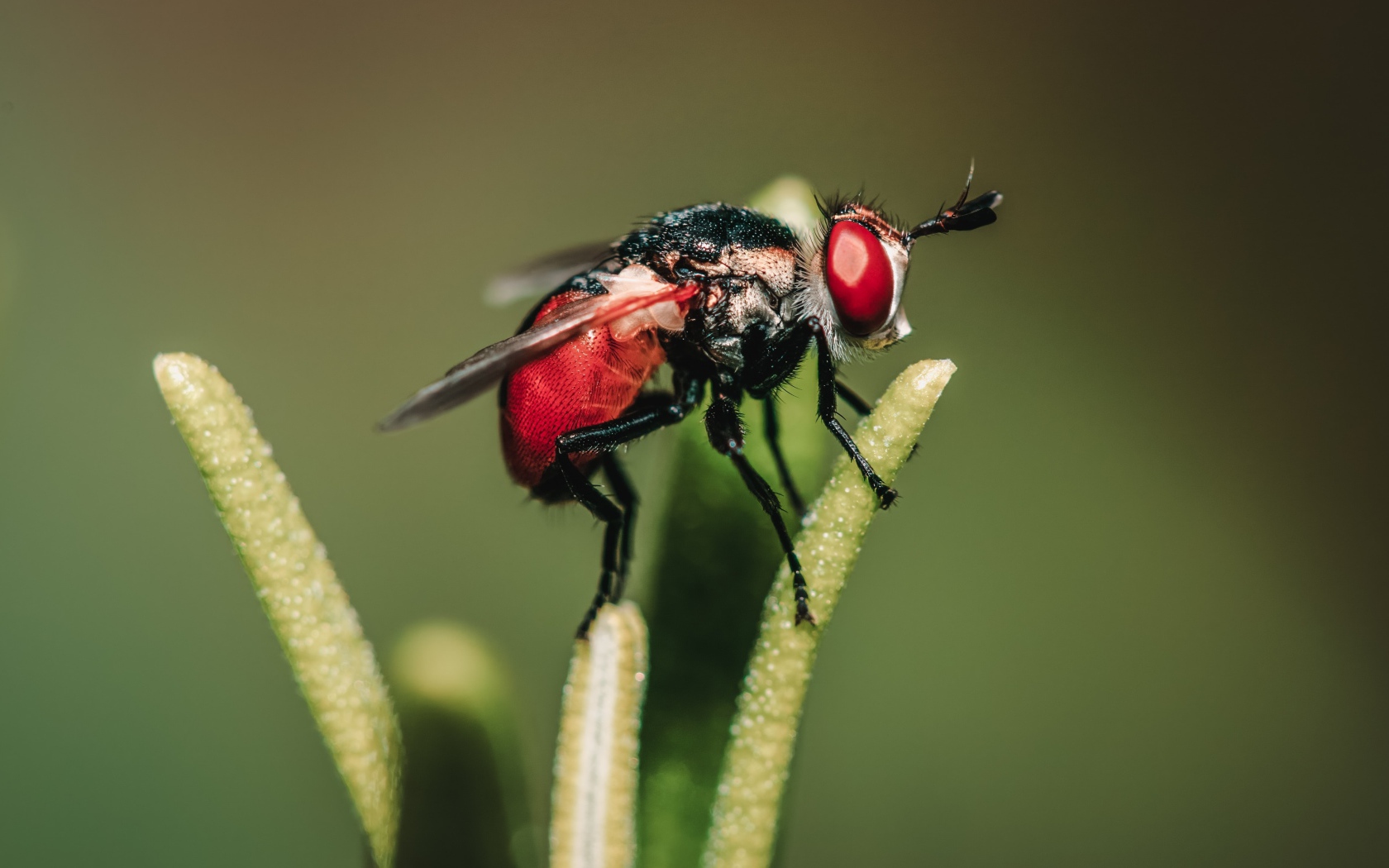 Муха сидит на зеленом растении 