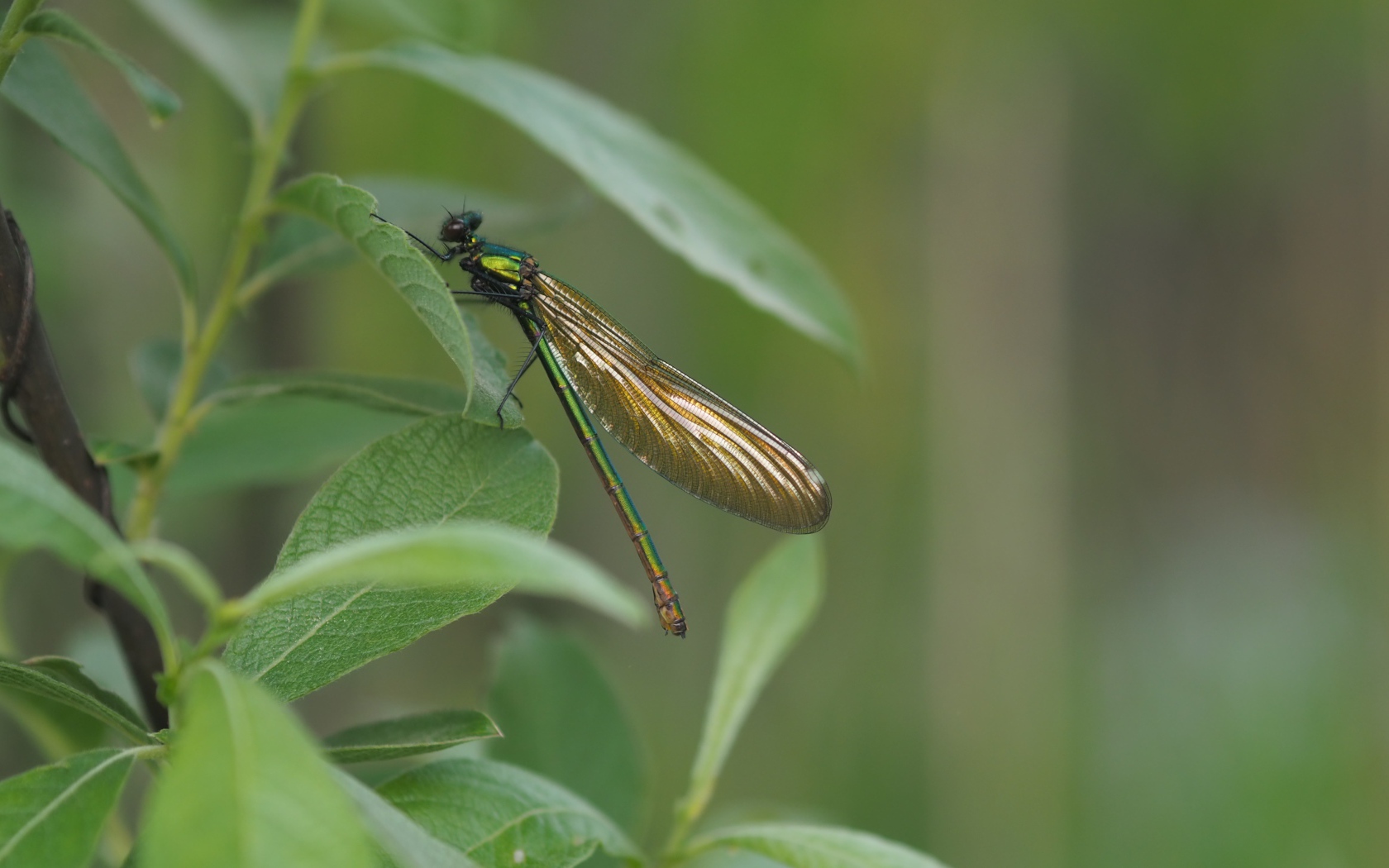 Большая стрекоза сидит на зеленом листе 