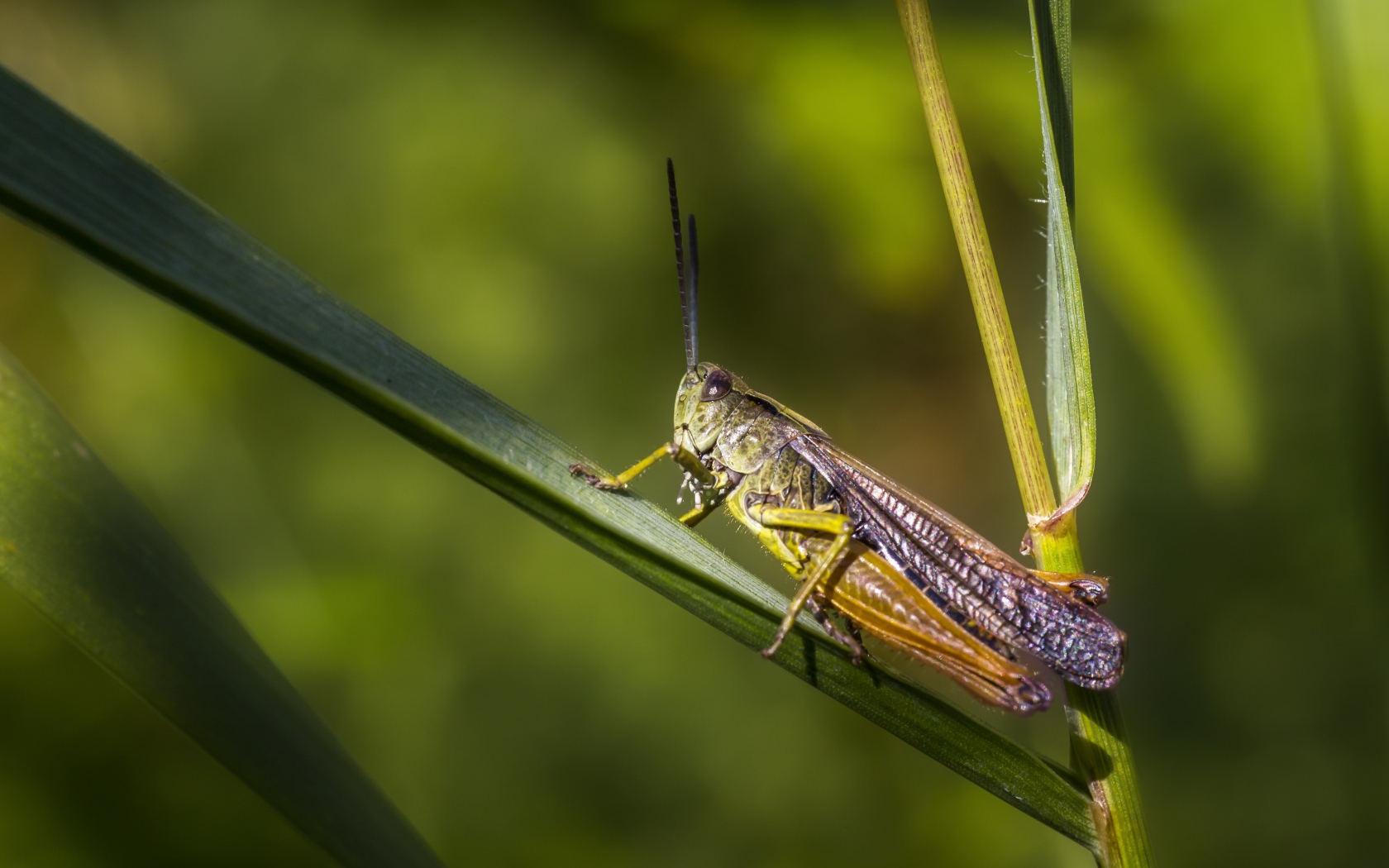Большой кузнечик сидит на зеленой траве 