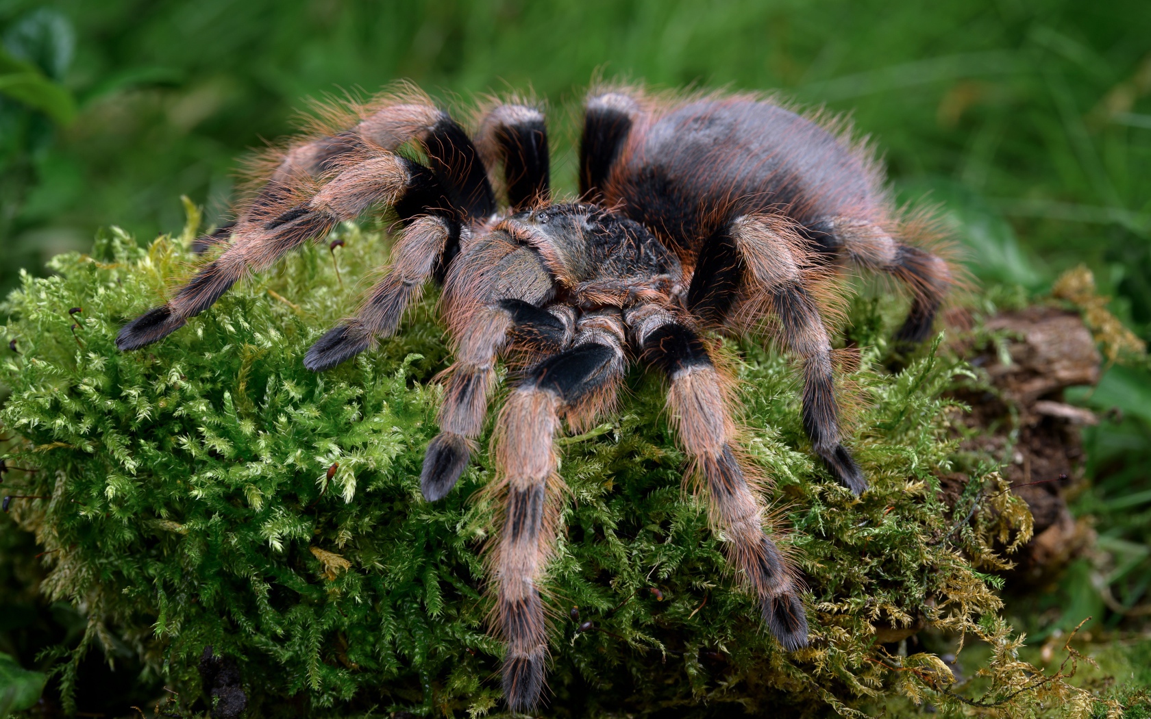 Большой паук тарантул идет по покрытой мхом земле