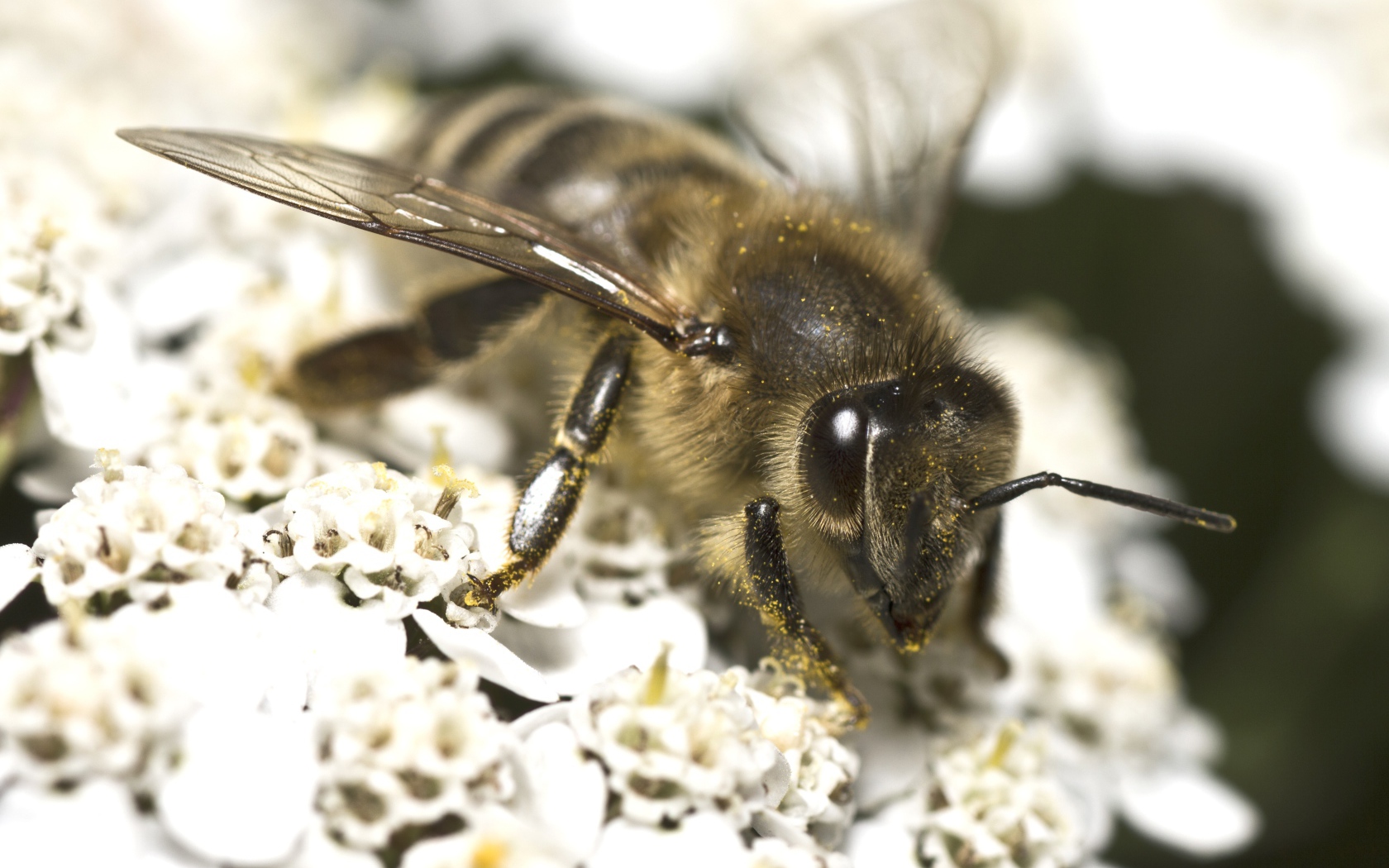 Большая пчела собирает нектар на белом цветке 