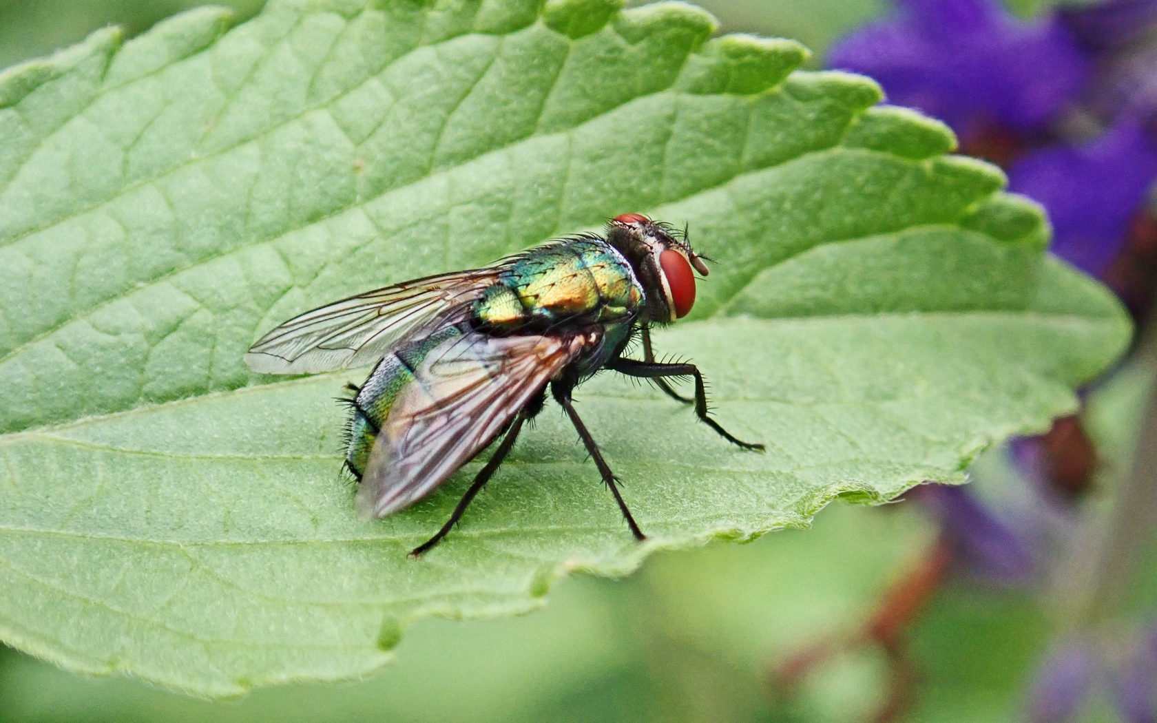 Большая зеленая муха на зеленом листке 