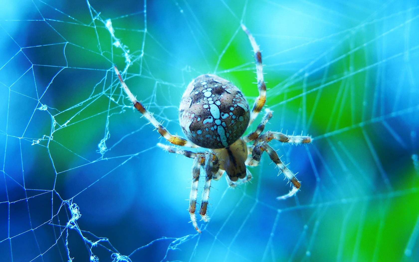 Большой паук на паутине крупным планом
