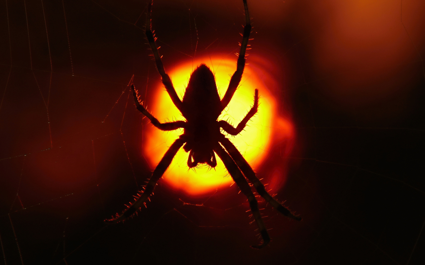 Большой паук на паутине на закате солнца 