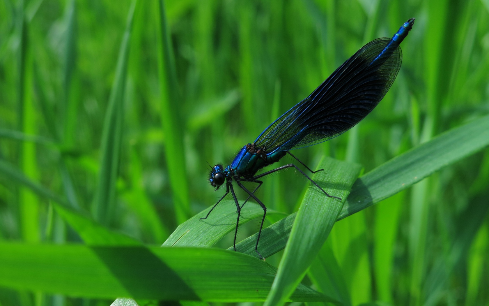 Черная стрекоза сидит на зеленой траве