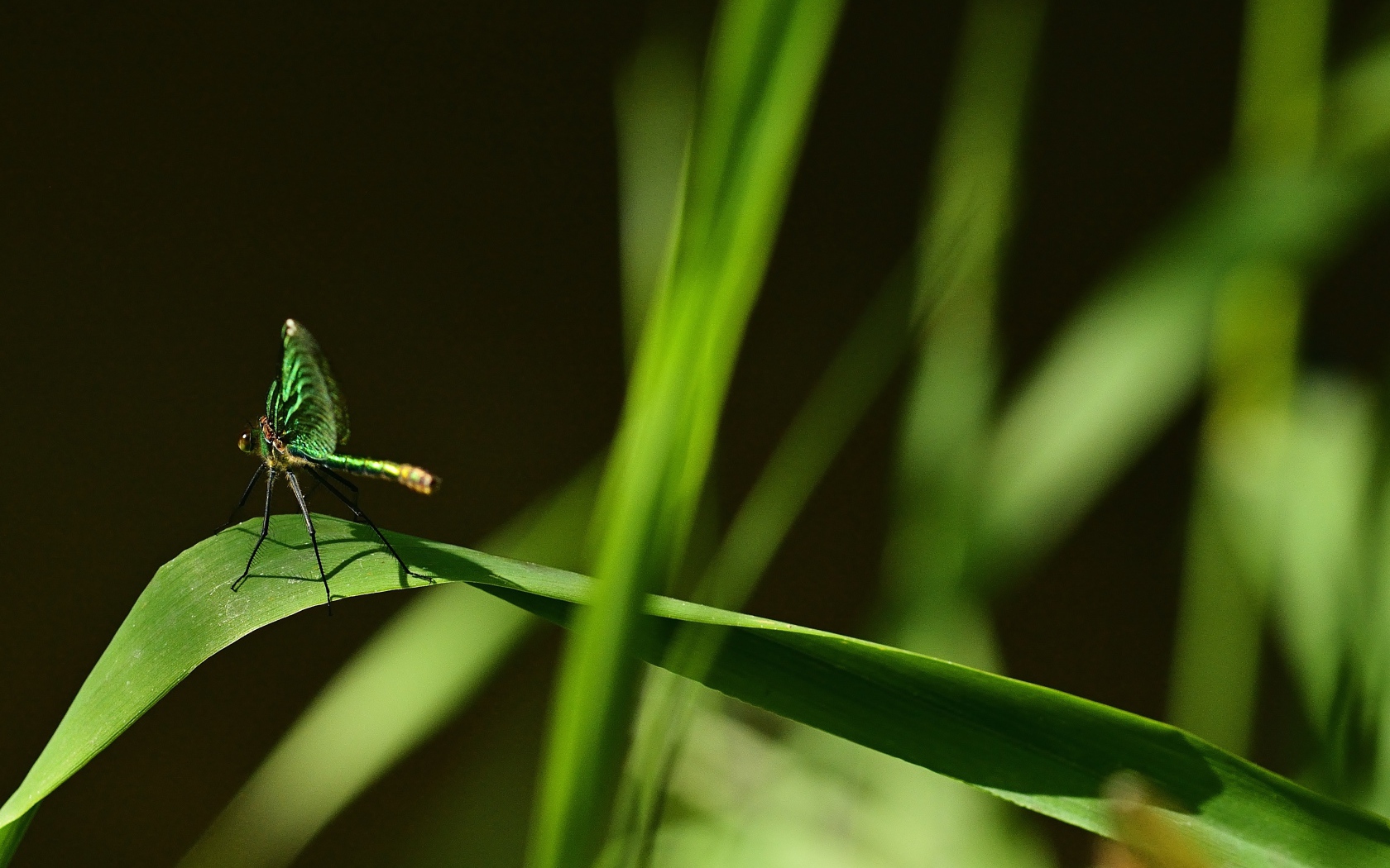 Зеленая стрекоза сидит на траве на черном фоне