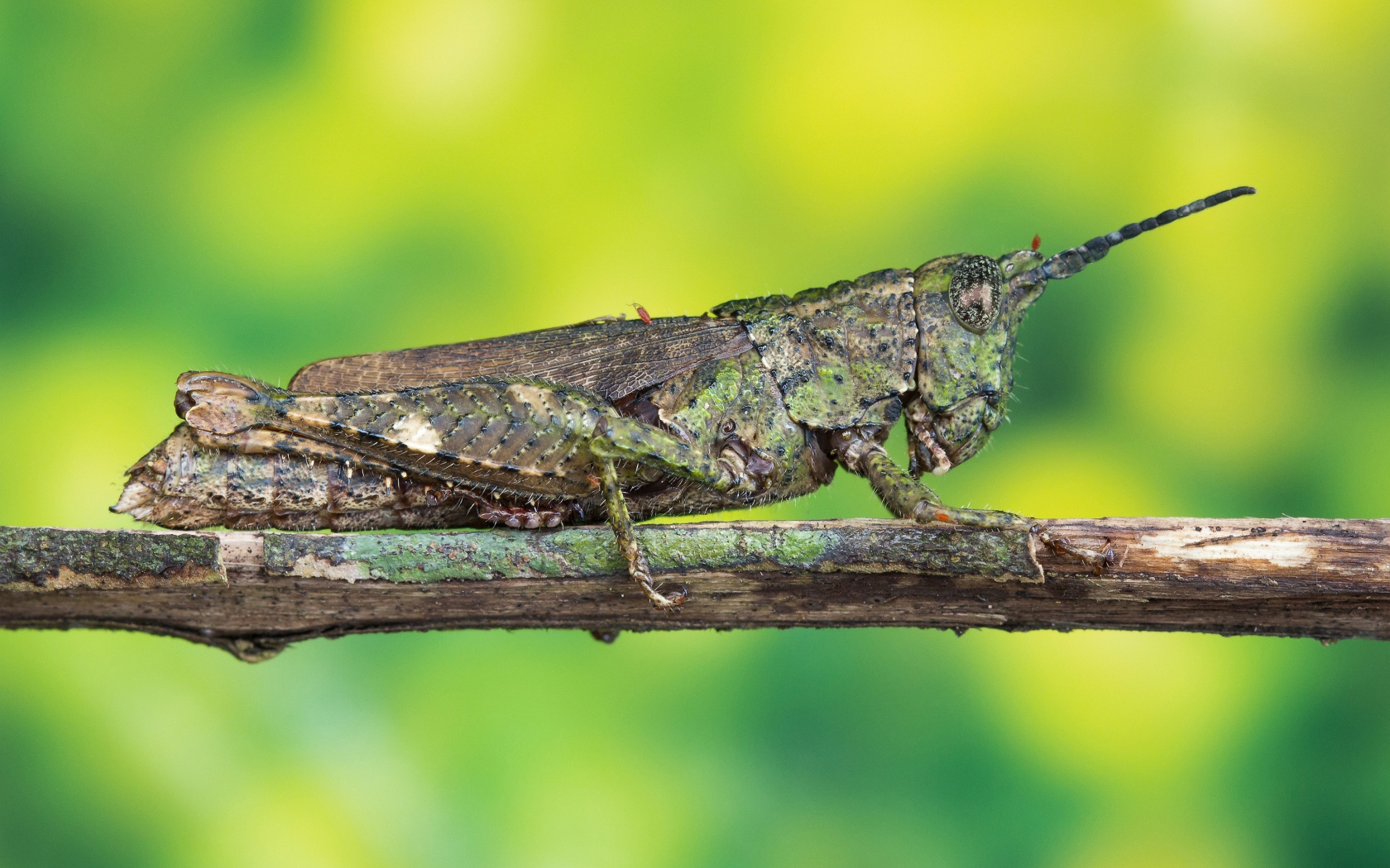 Большая саранча сидит на ветке 