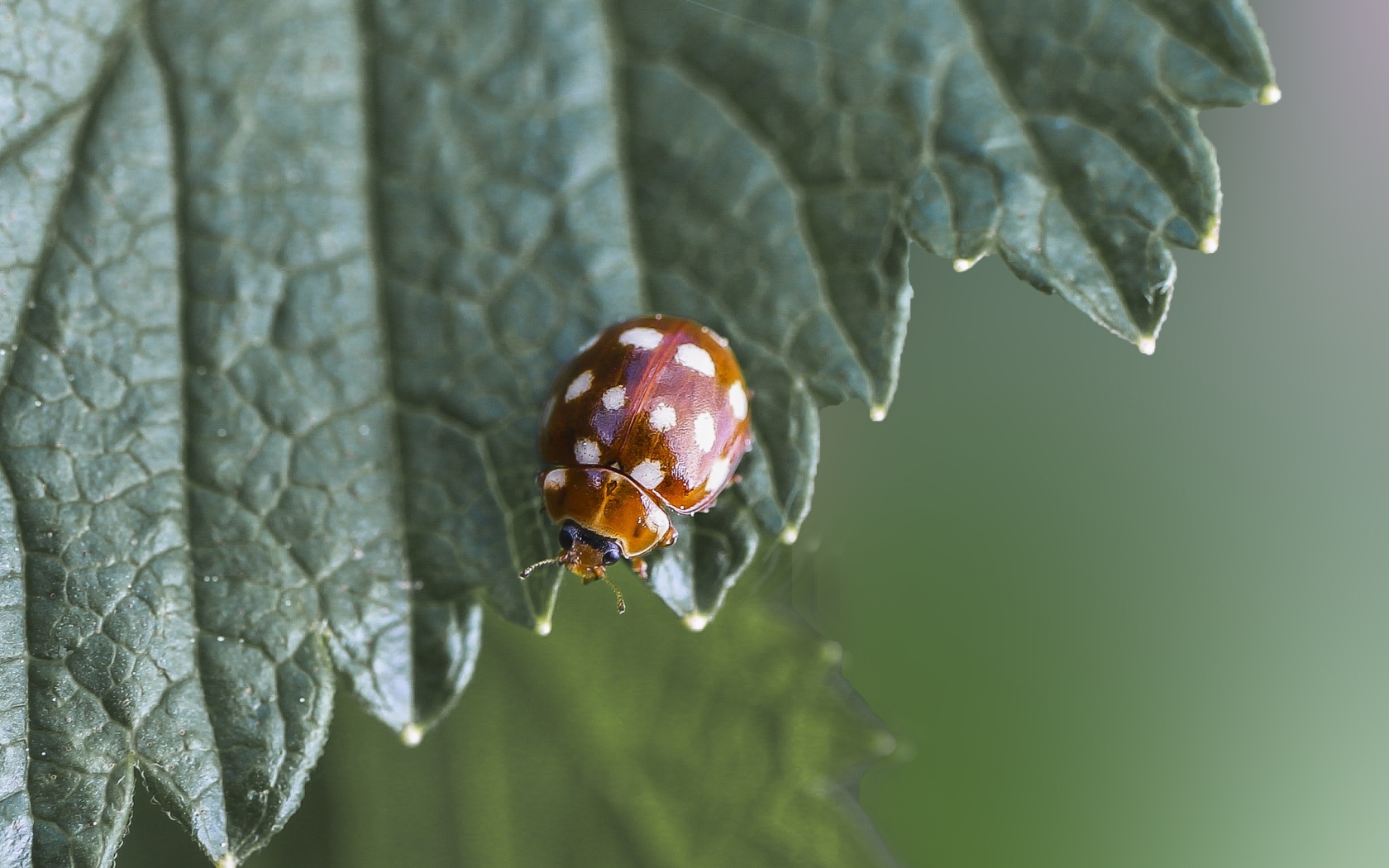 Маленькая божья коровка на зеленом листе  крупным планом