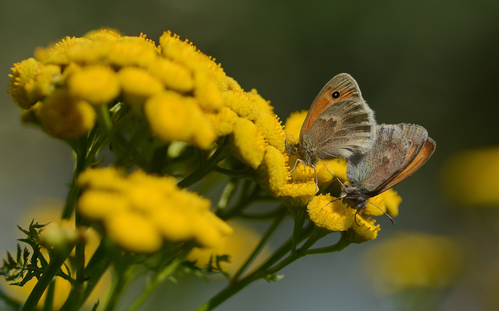 Две бабочки на желтых цветах пижмы