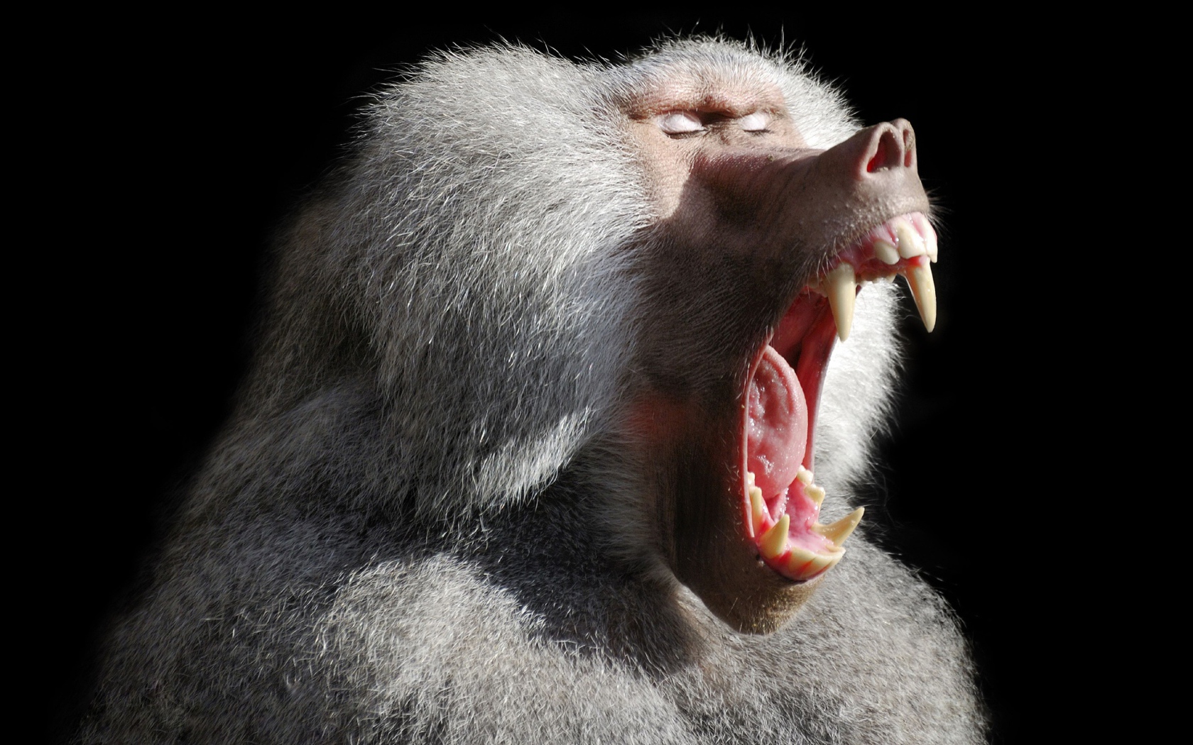 Большой павиан зевает на черном фоне