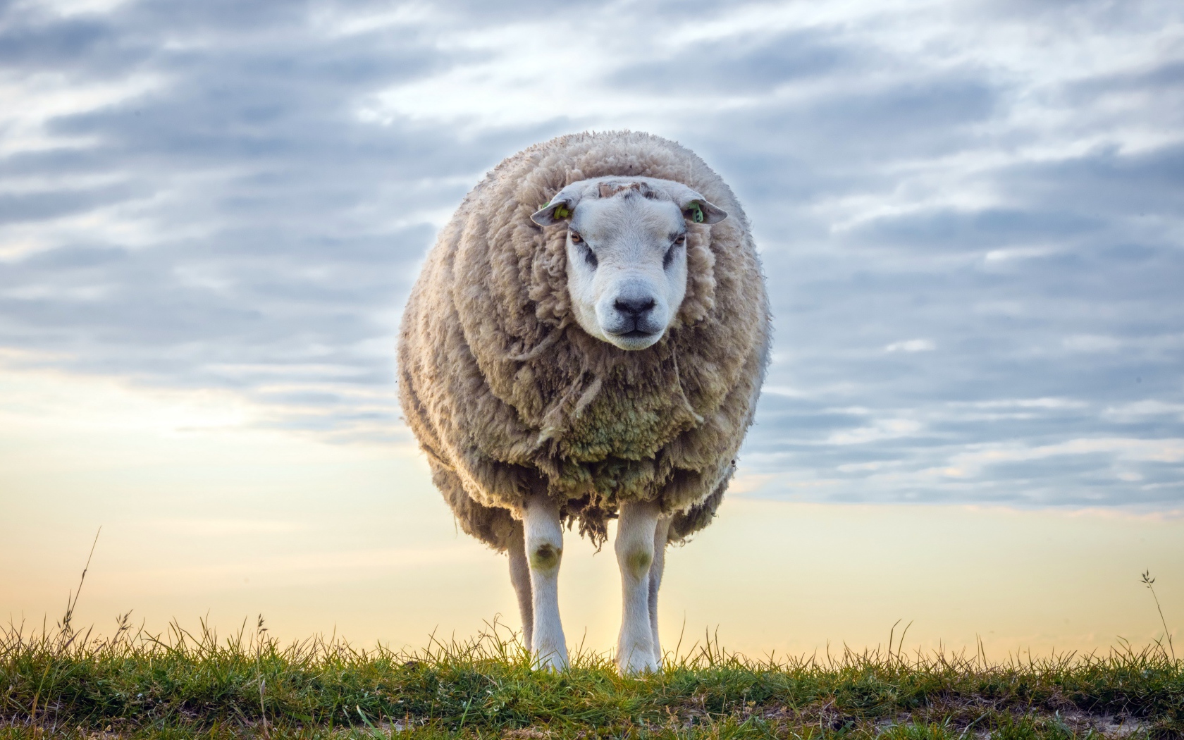 Нестриженая овца на поле на фоне неба 