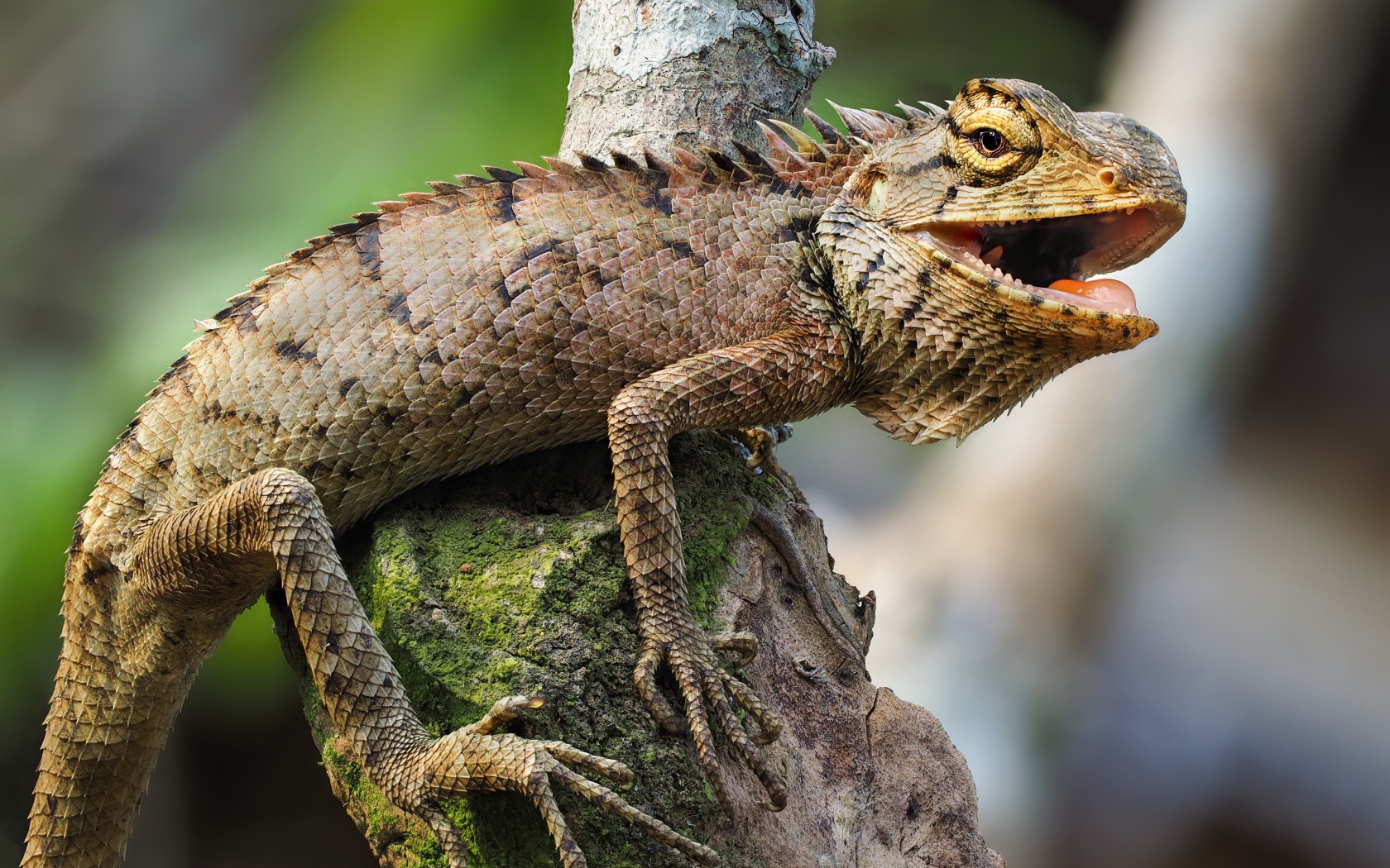 Big angry iguana sits on dry tree