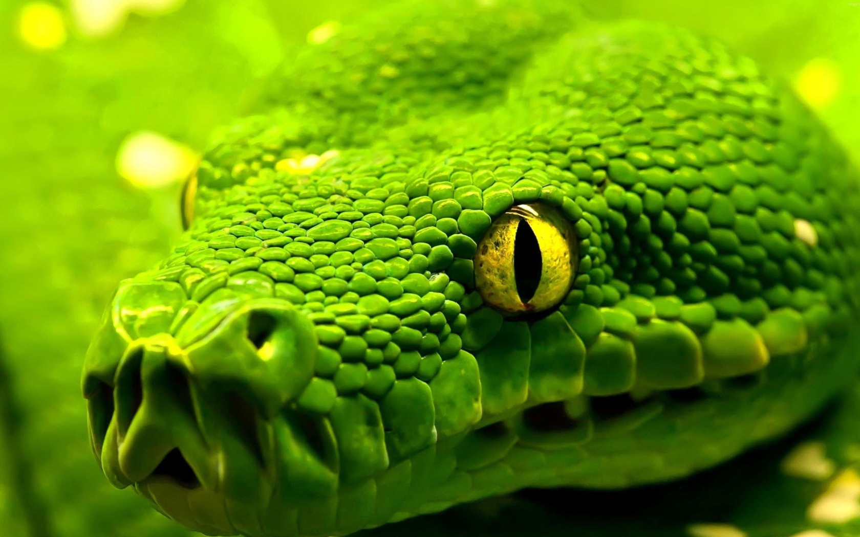 Большая зеленая змея с желтыми глазами крупным планом