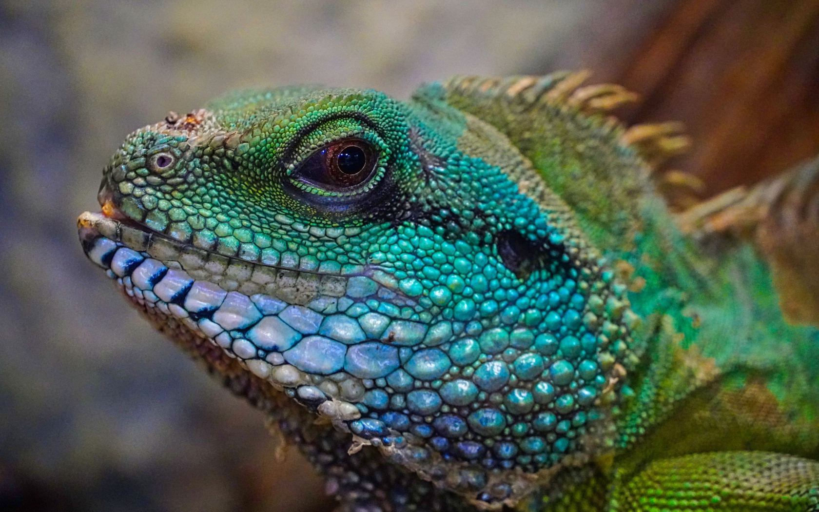 Голова зеленой большой игуаны крупным планом