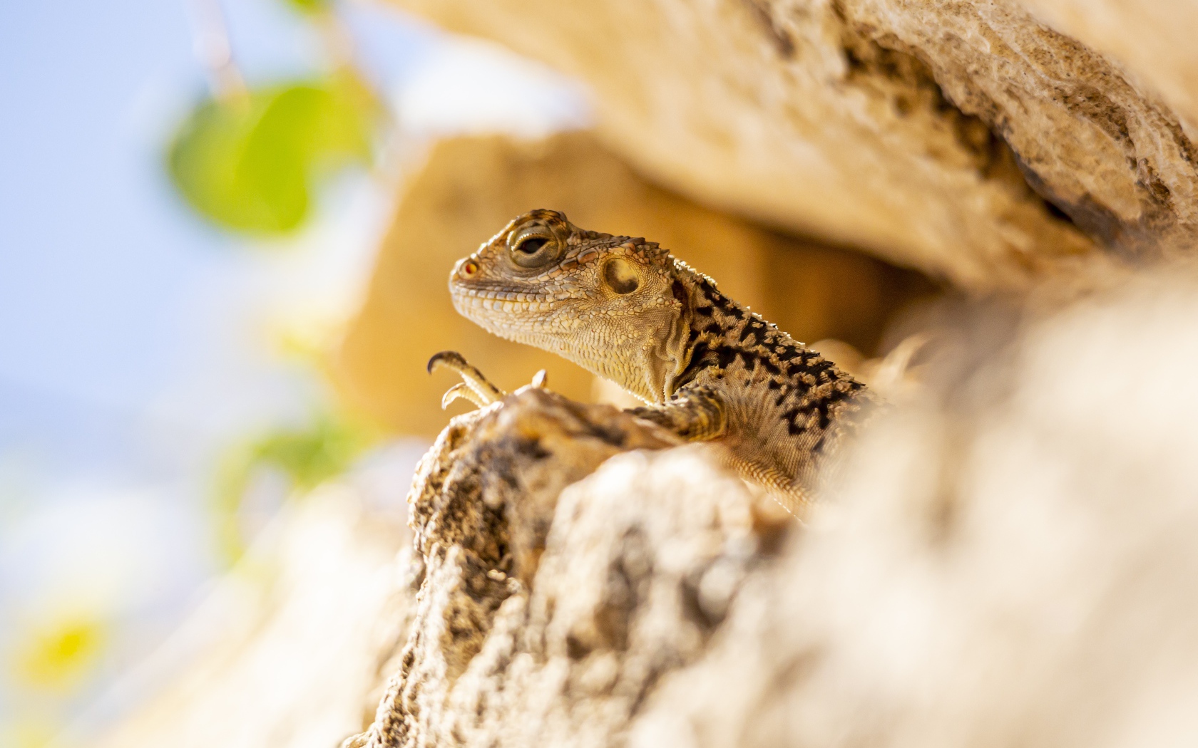 Маленькая ящерица прячется в камнях 