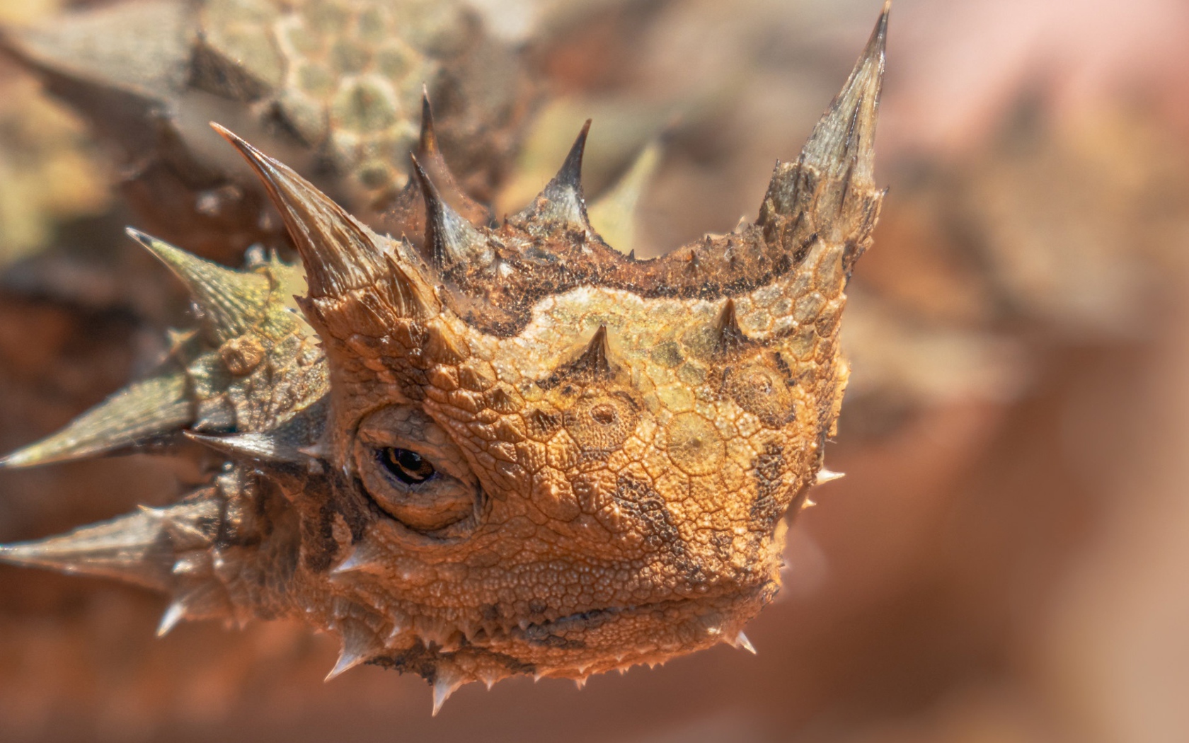 Жабовидная ящерица крупным планом 