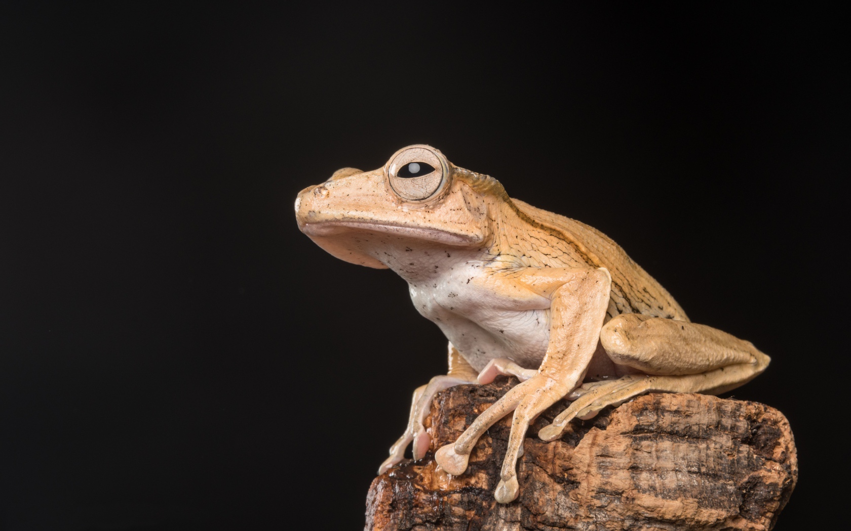 Желтая лягушка сидит на камне на черном фоне