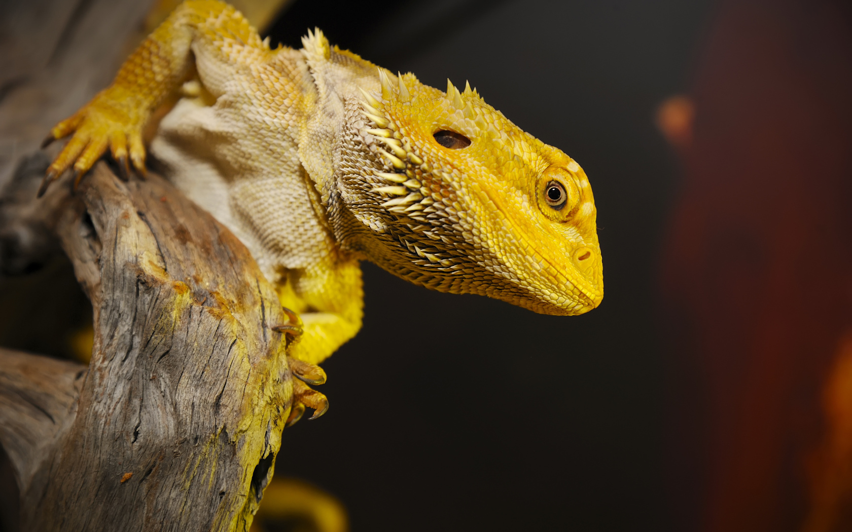 Желтая игуана сидит на сухом дереве