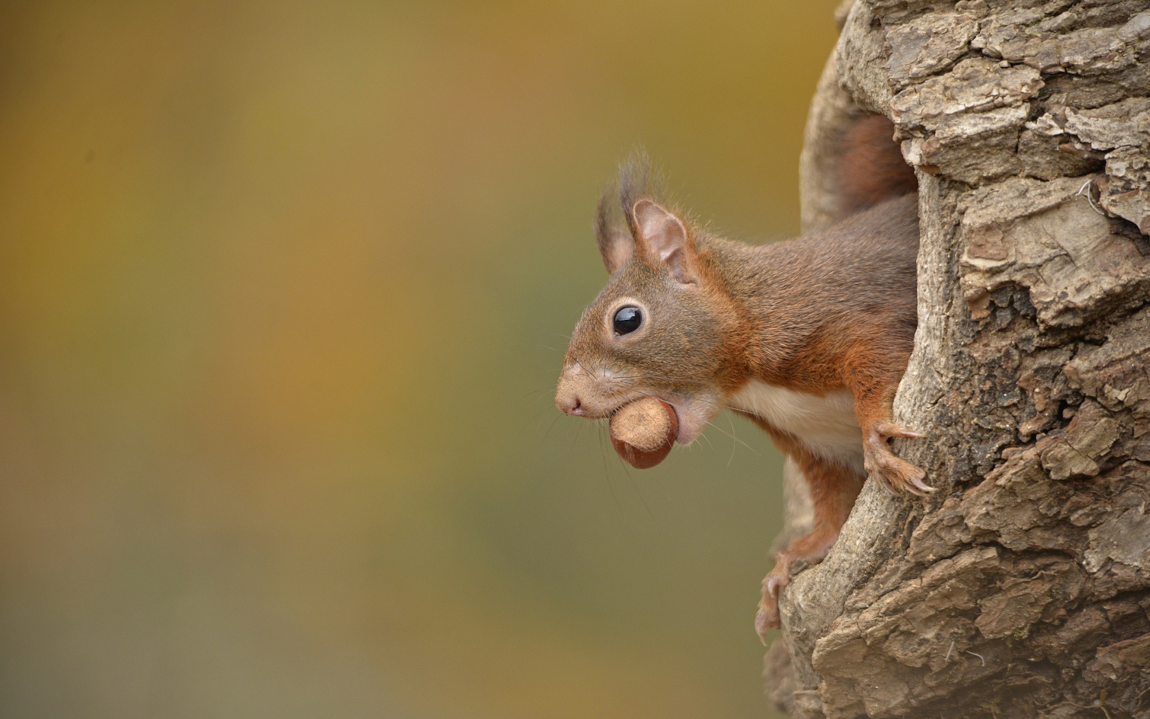 Белка с лесным орехом в зубах сидит в дупле 