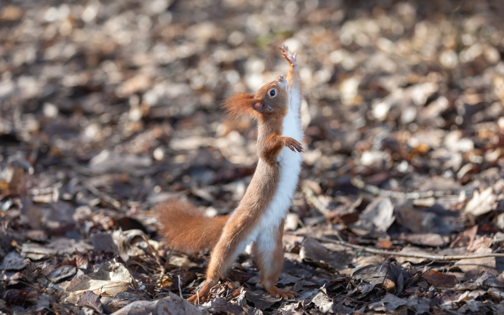 Red squirrel pulls its paw up