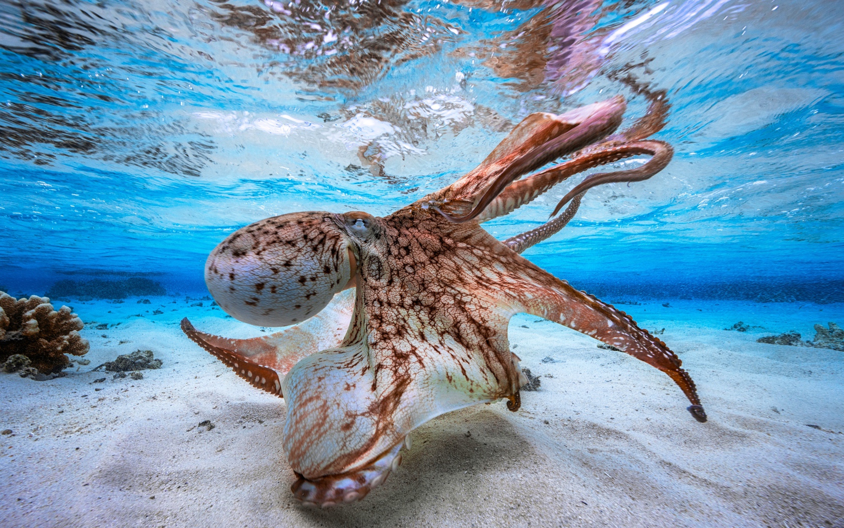 Большой осьминог под водой 