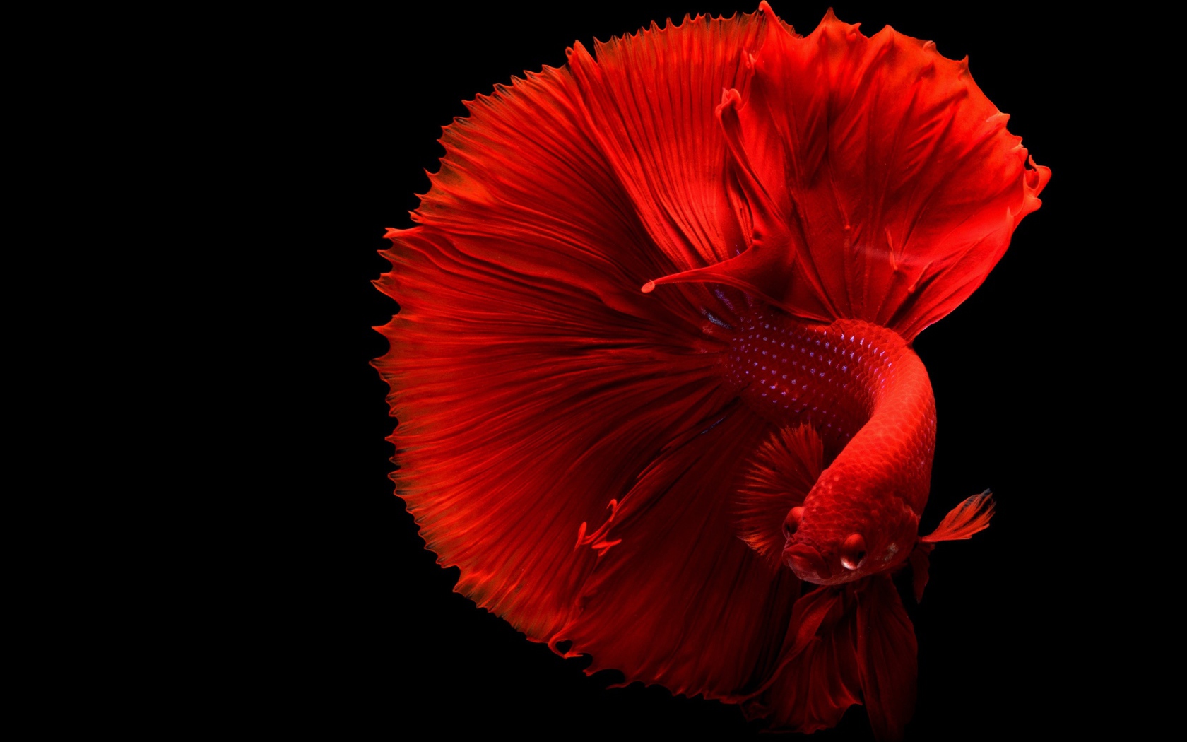 Красная рыба петушок на черном фоне