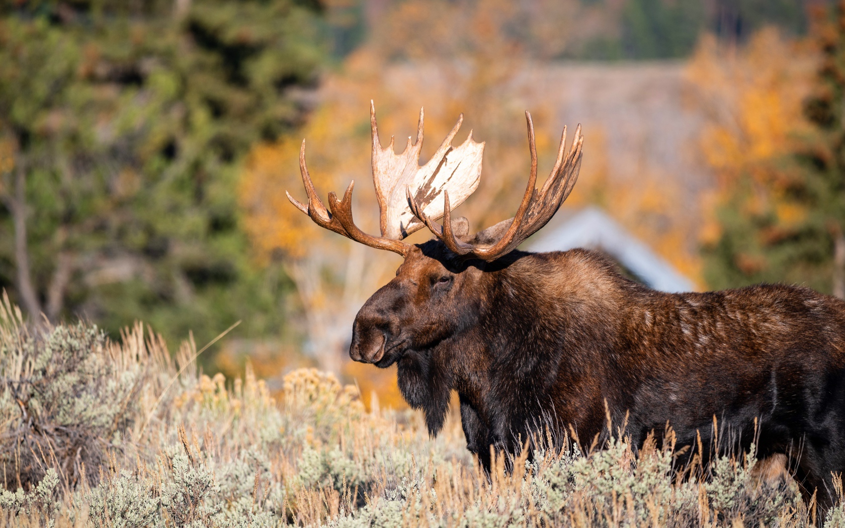 Бородатый лось с большими рогами