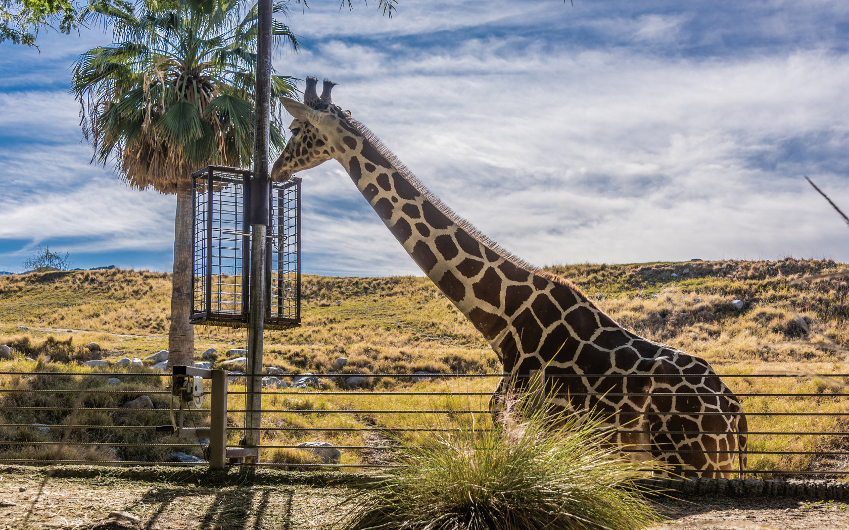 Большой жираф на фоне голубого неба 