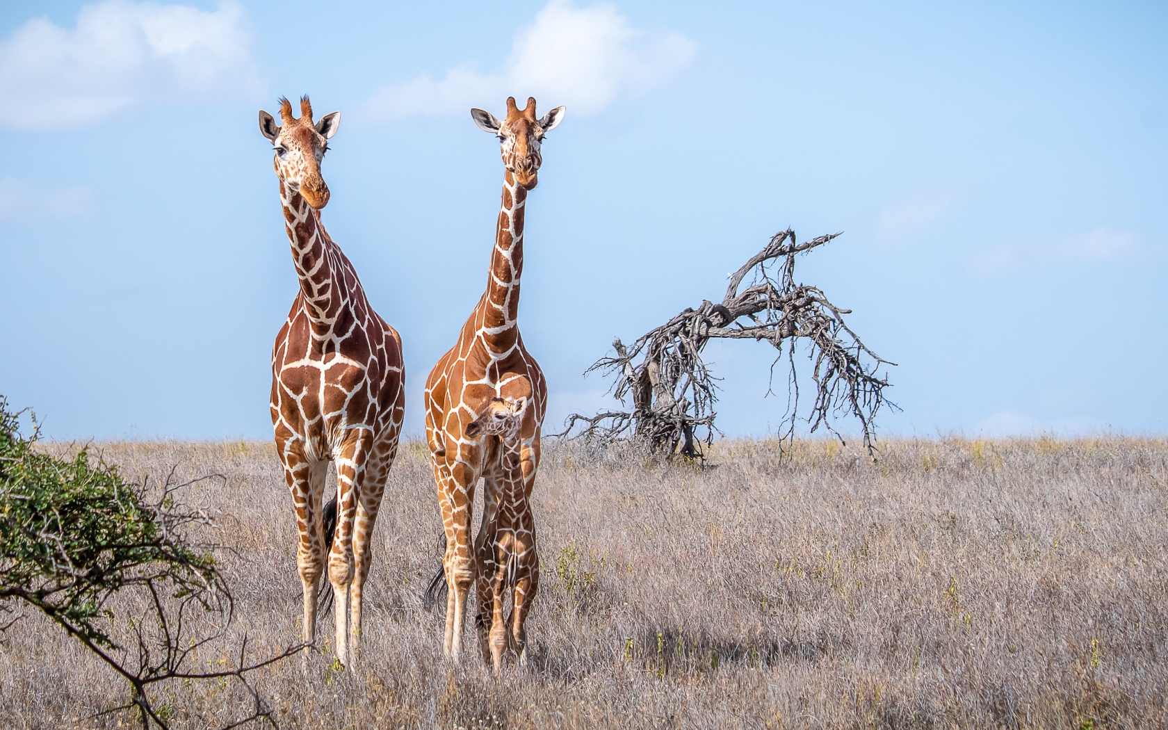Два жирафа идут по сухой траве в саванне 