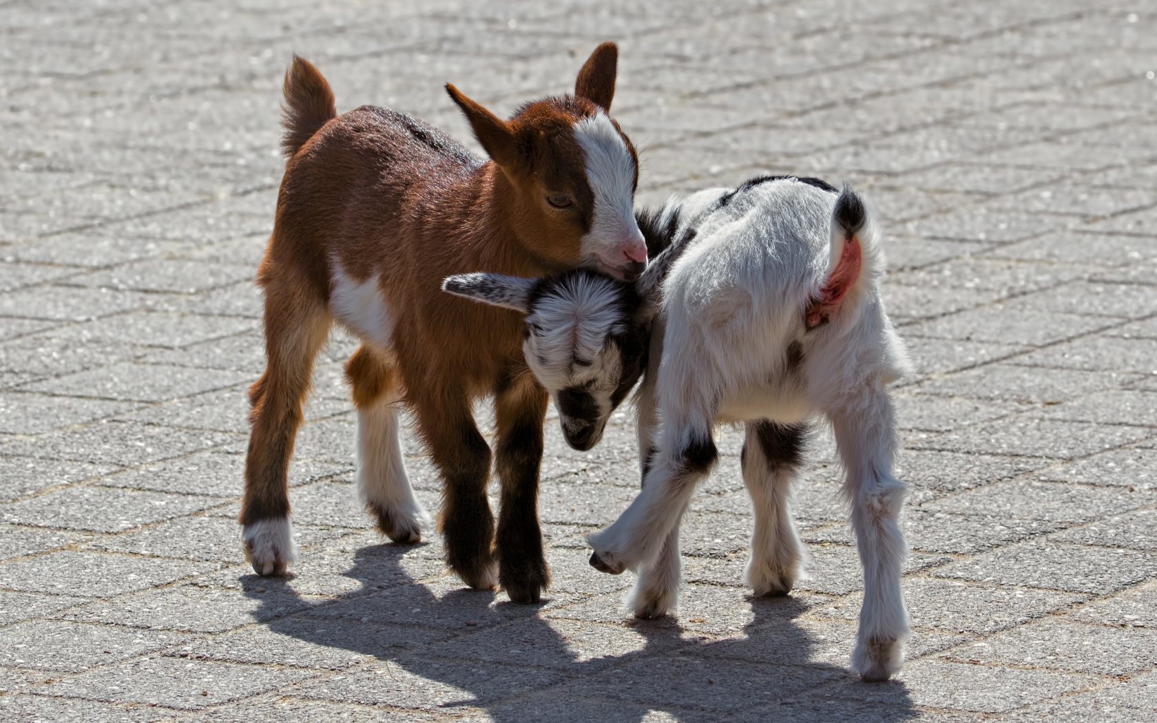 Два маленьких козленка играют