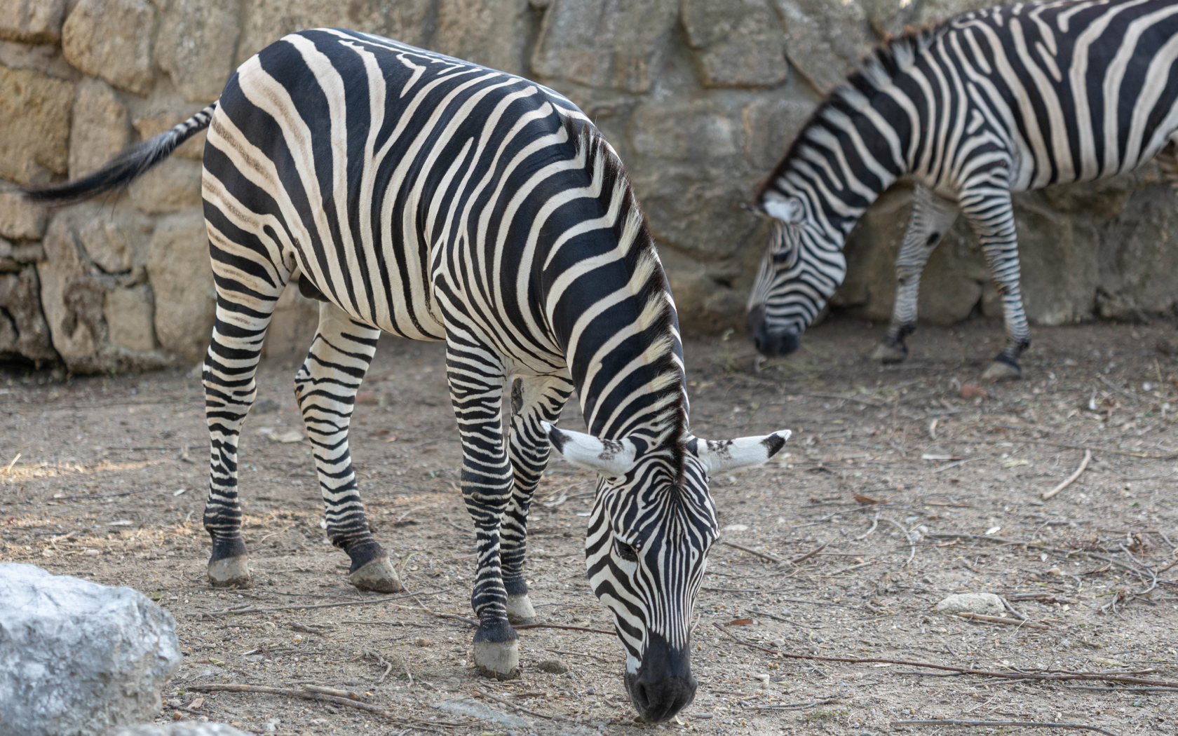 Две полосатые зебры в зоопарке