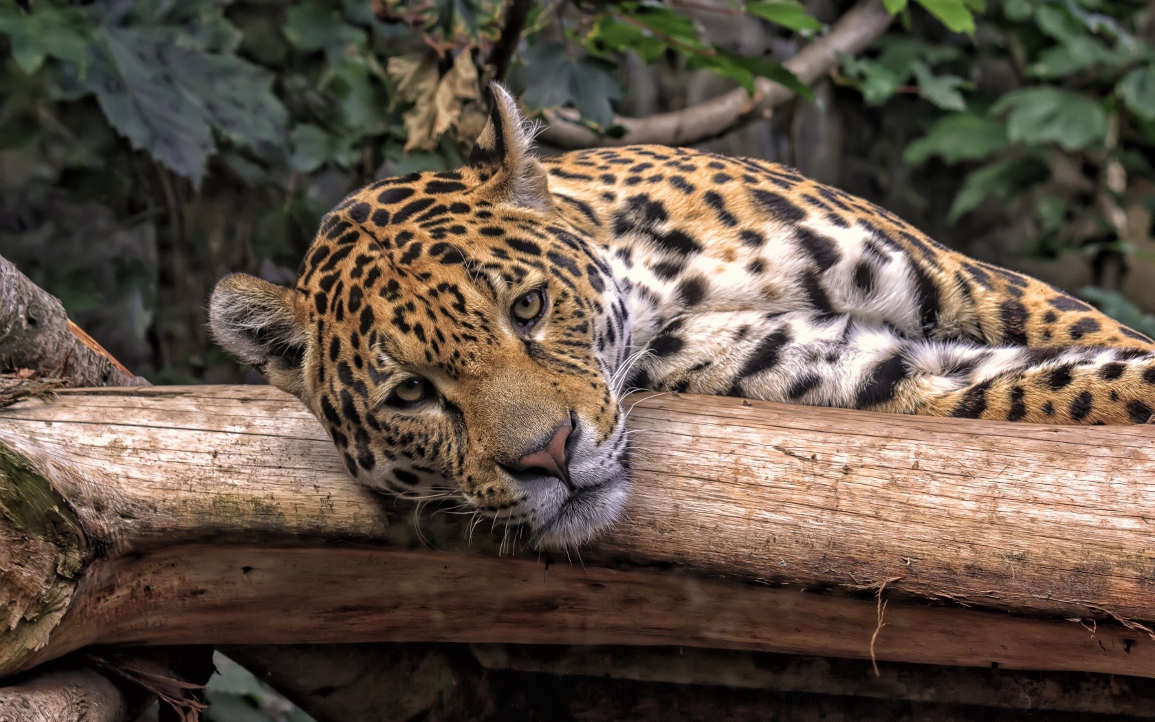 A large spotted jaguar lies on a dry tree.
