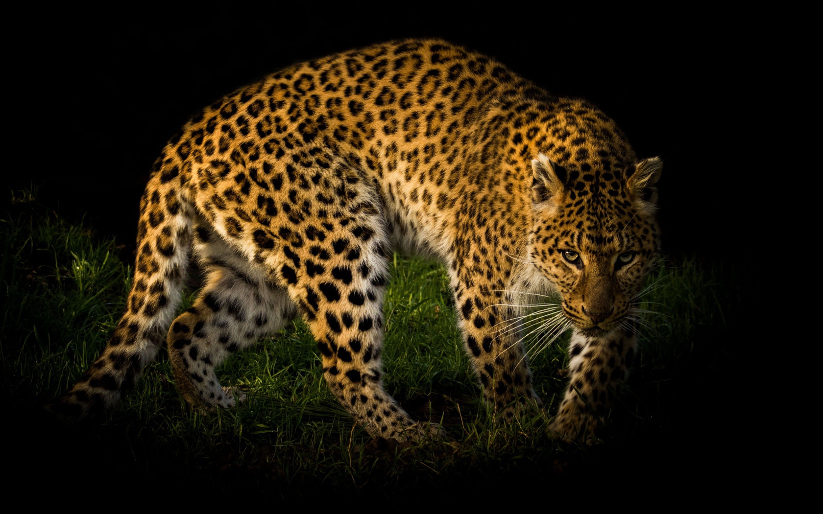 Большой пятнистый леопард идет по зеленой траве