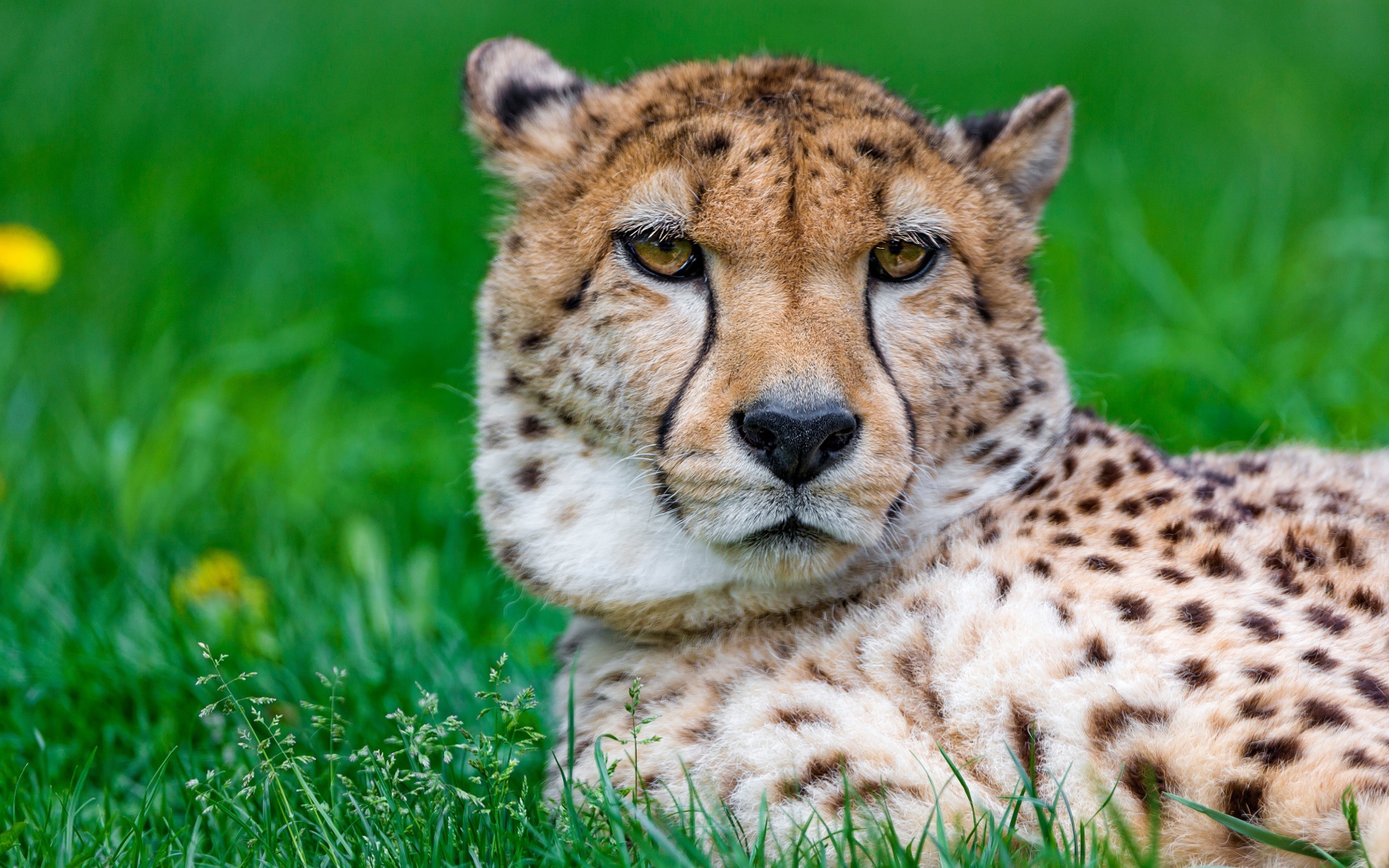 Большой гепард лежит на зеленой траве крупным планом