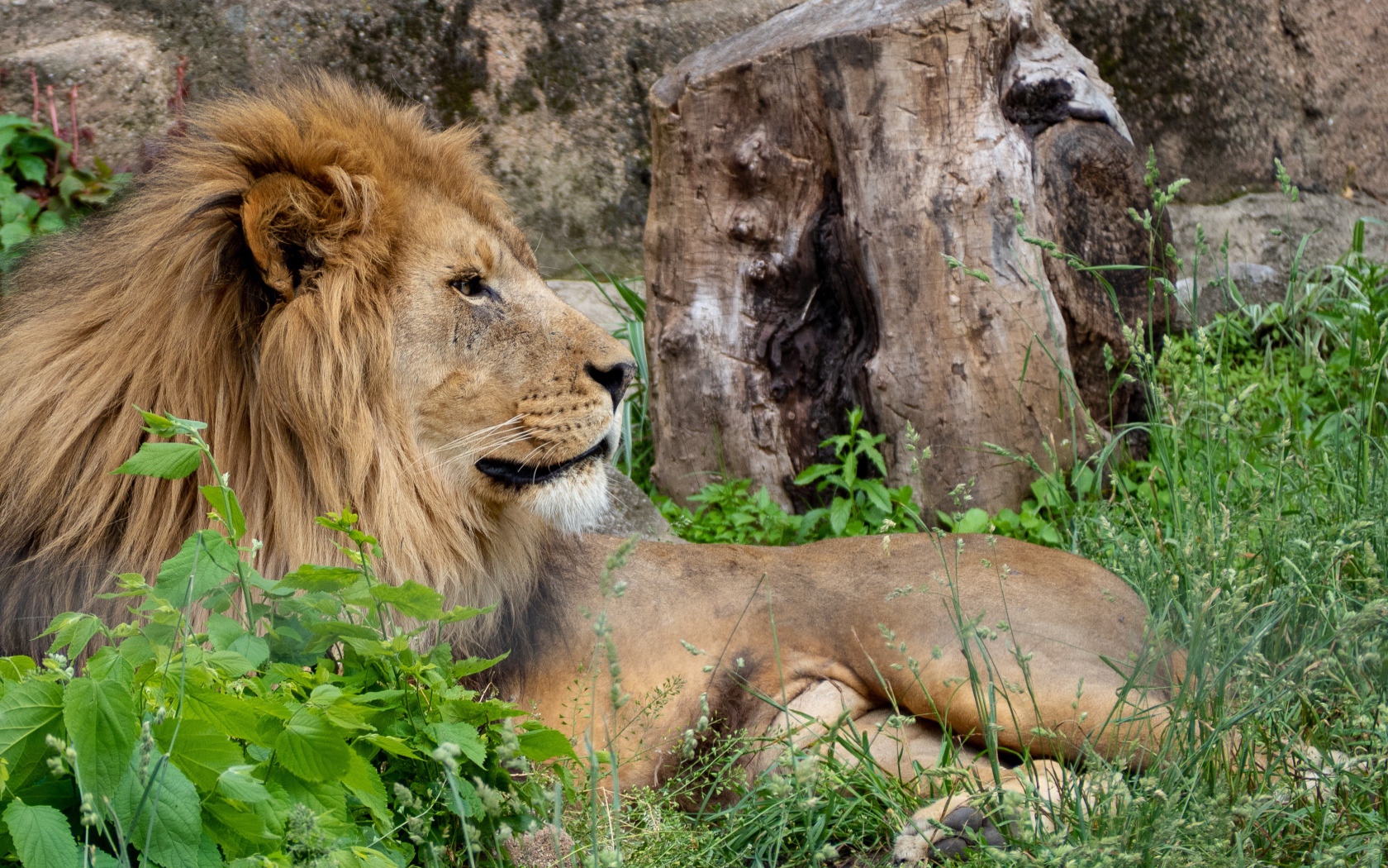 Большой лев лежит на зеленой траве у дерева 
